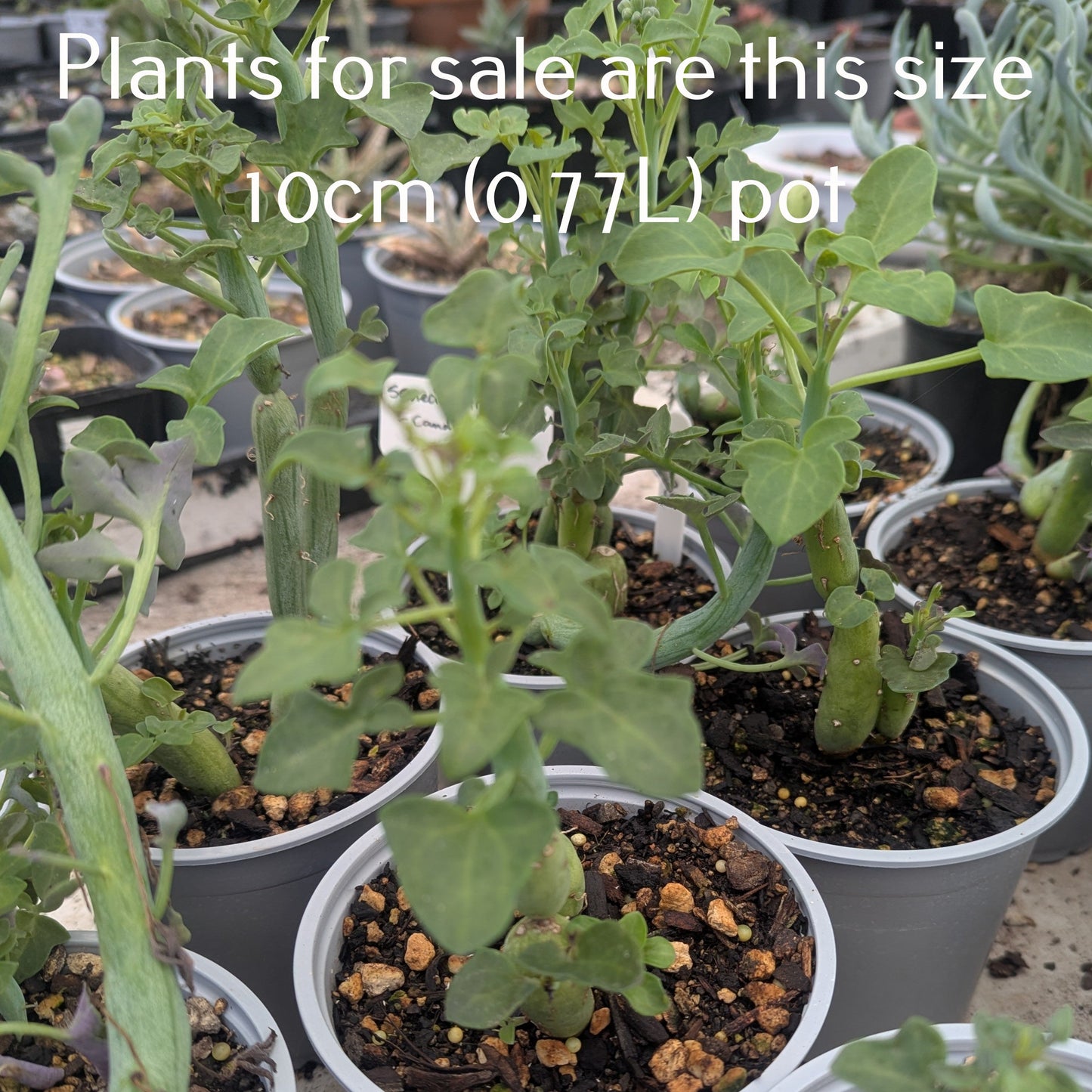 Senecio Articulatus | Candle Plant