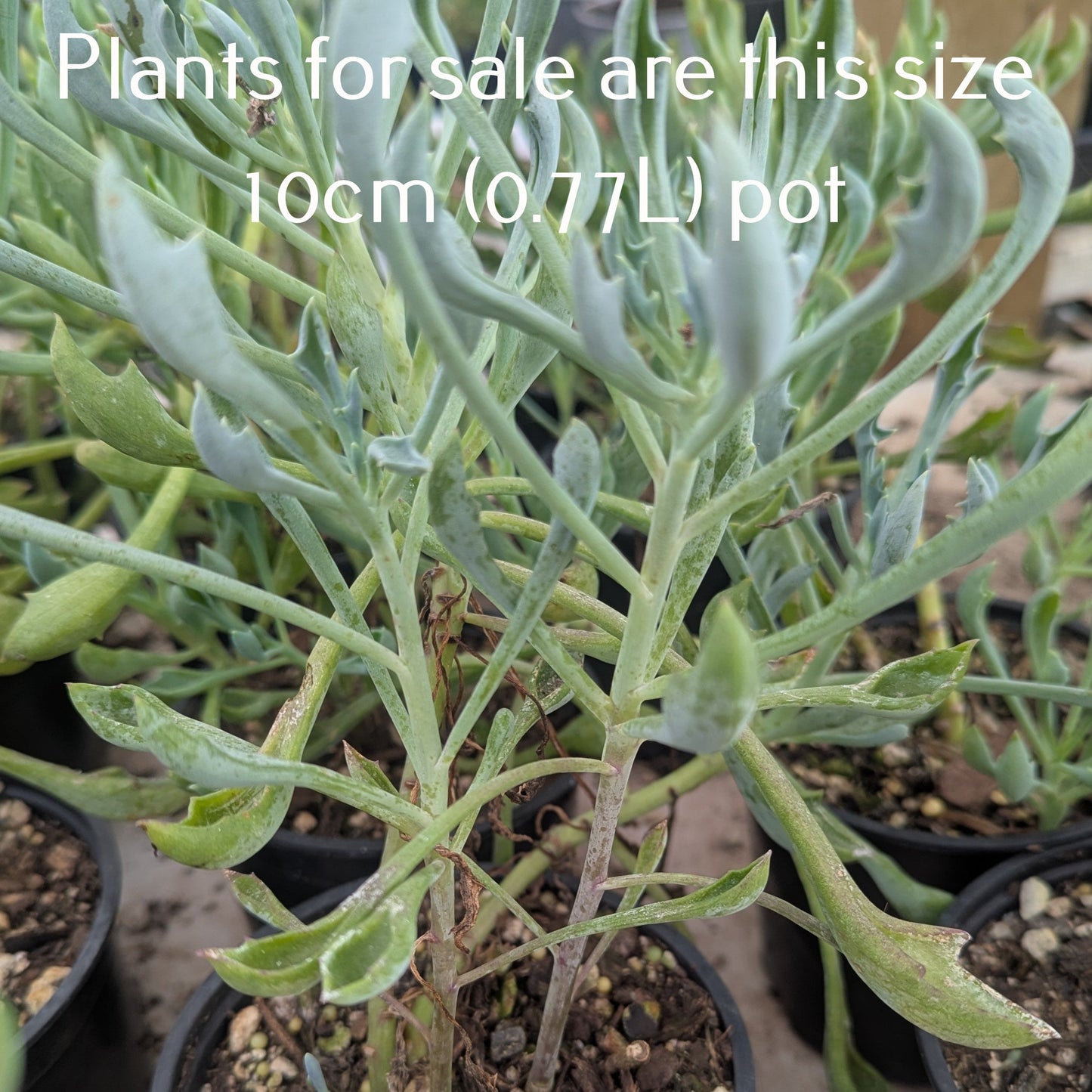 Senecio Kleiniiformis | Spear Head