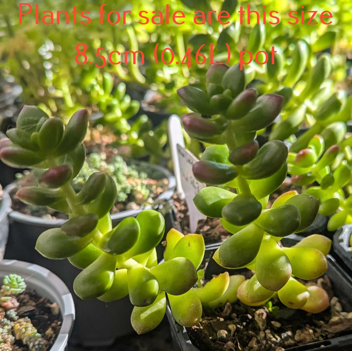 Sedum Lucidum Obesum | Giant Jelly Bean