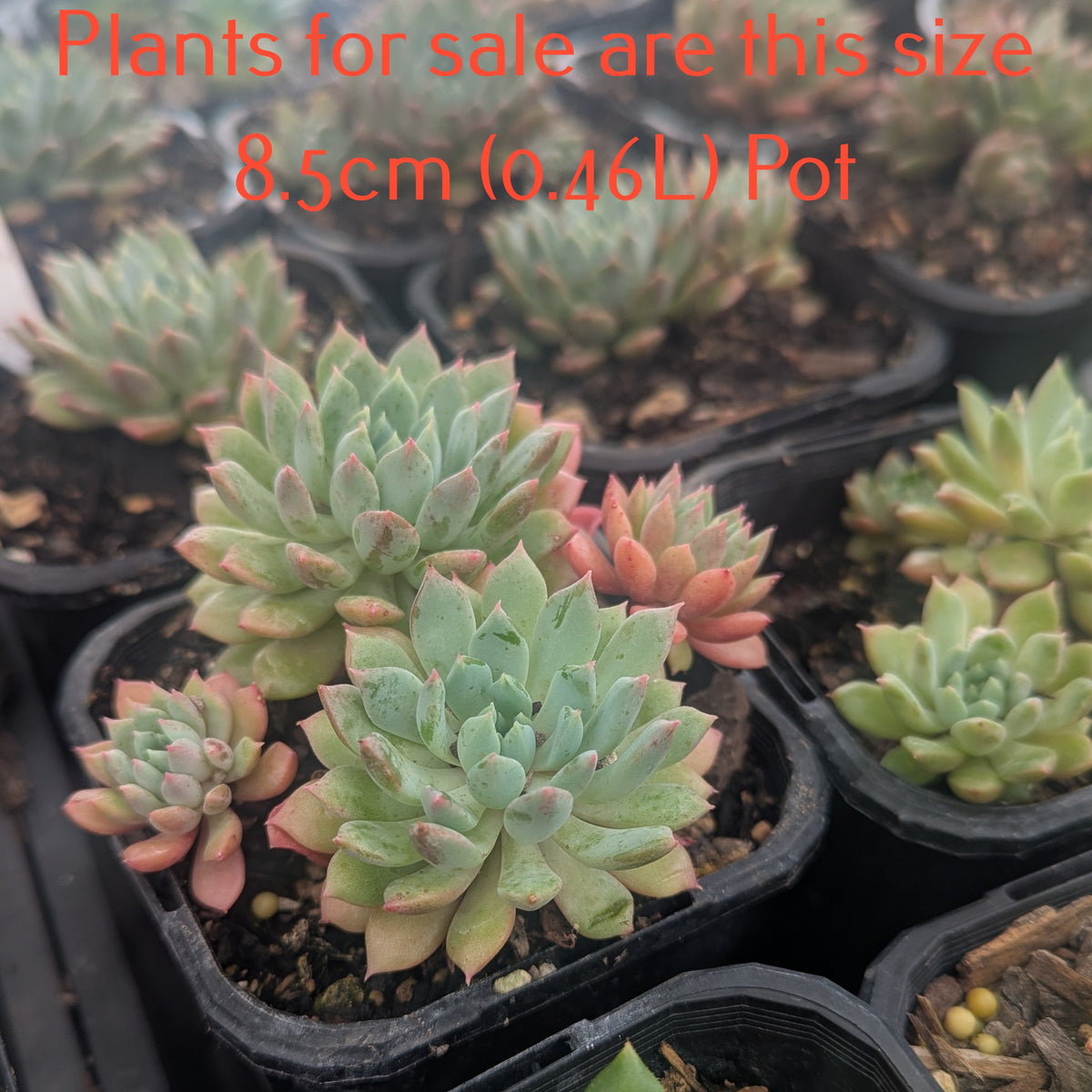 Echeveria Amoena | Baby Echeveria