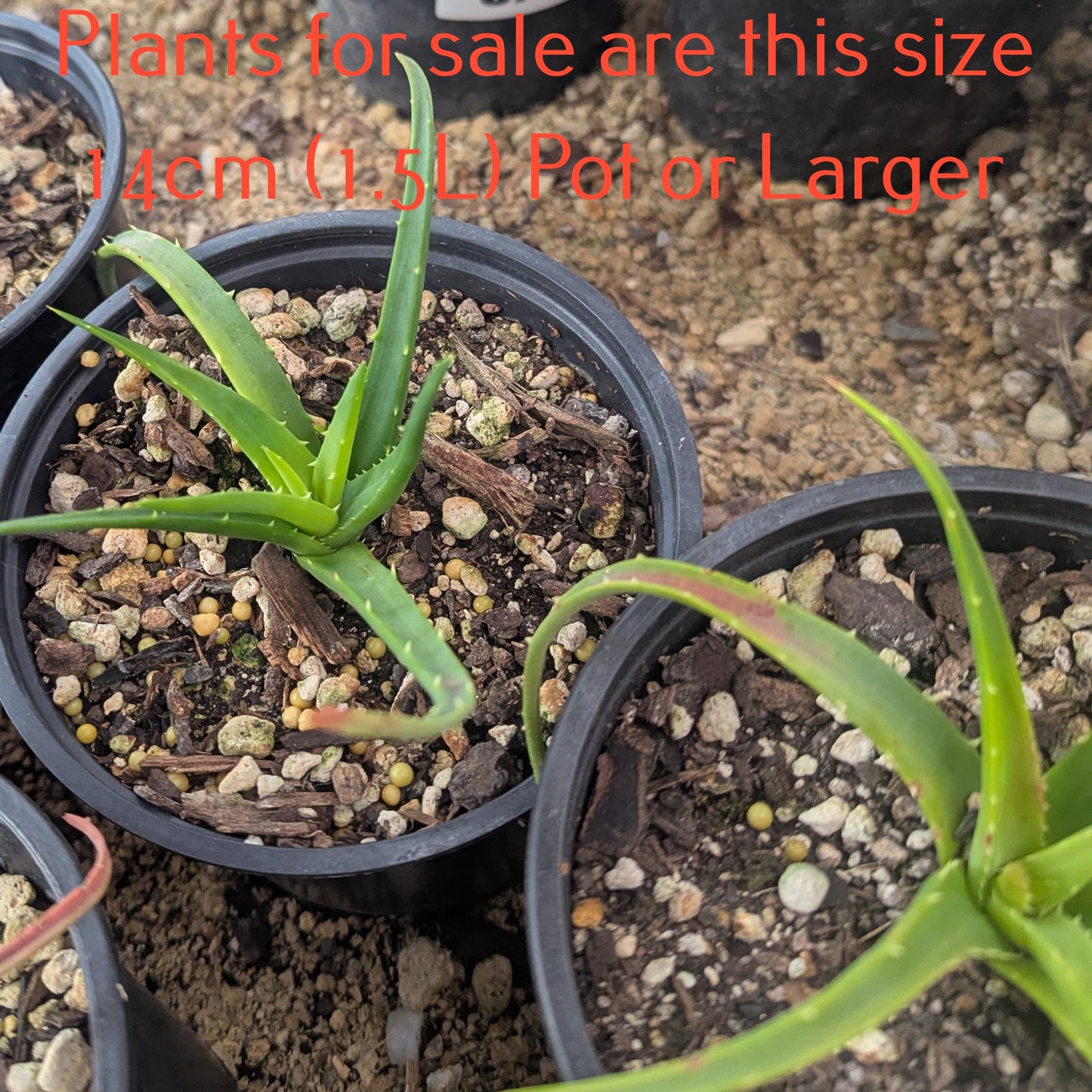 Aloe Topaz