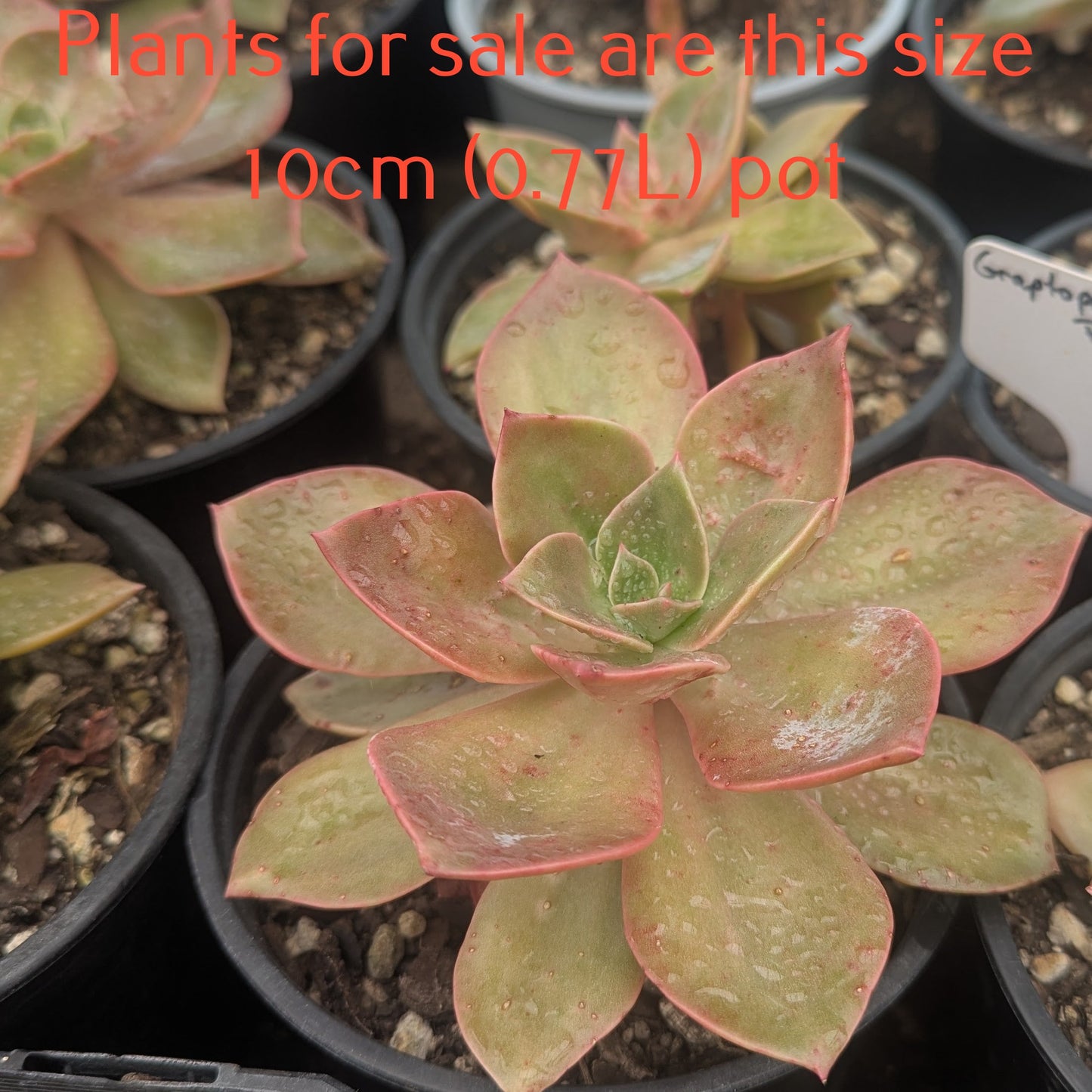 Graptopetalum Purple Haze