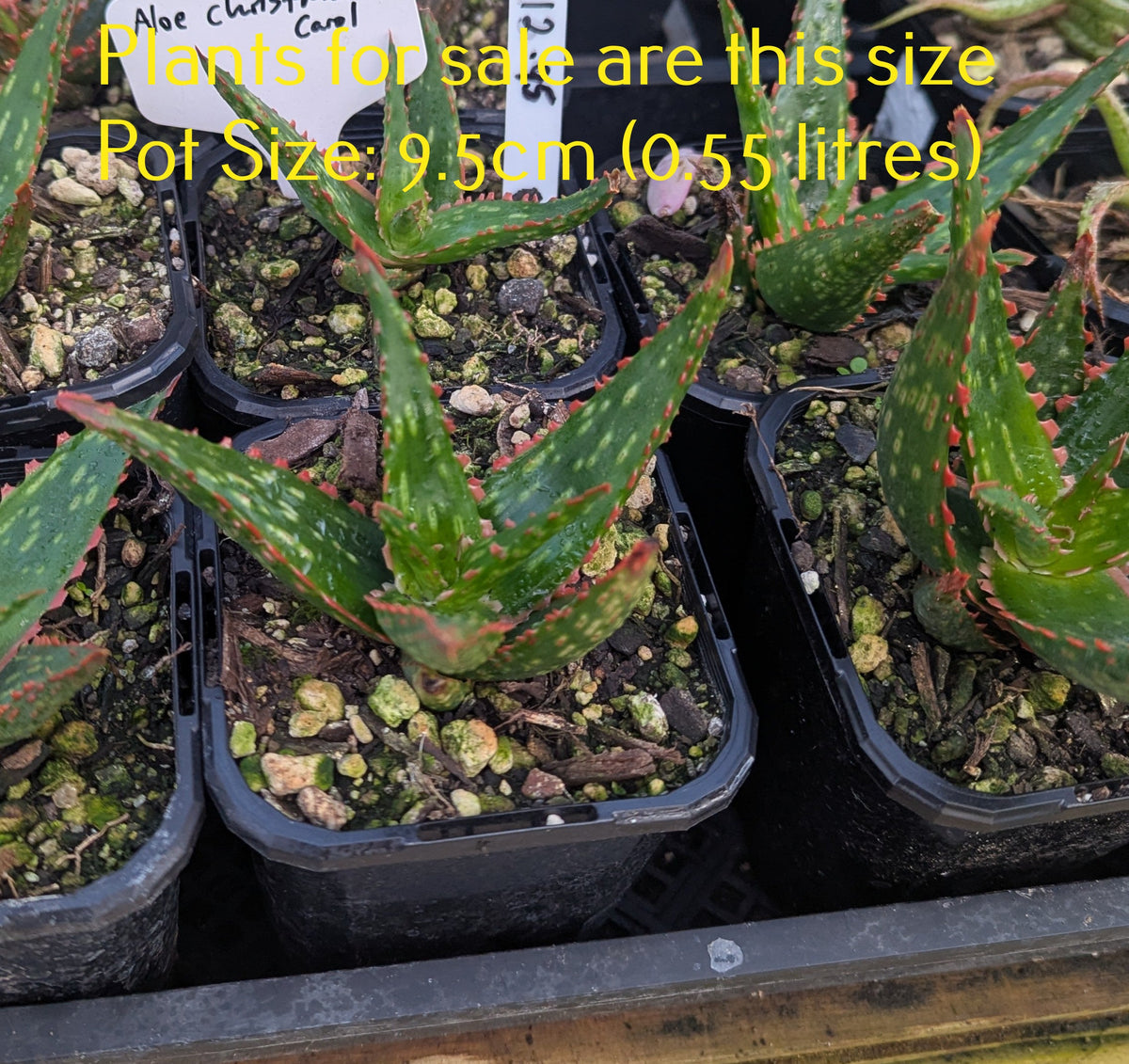 Aloe Christmas Carol
