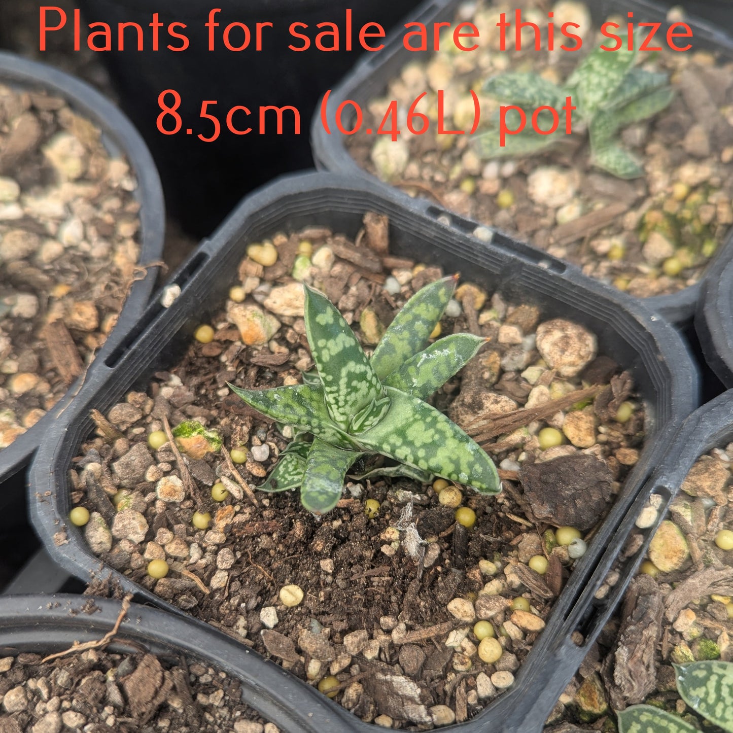 Gasteria Bicolor var. Liliputiana