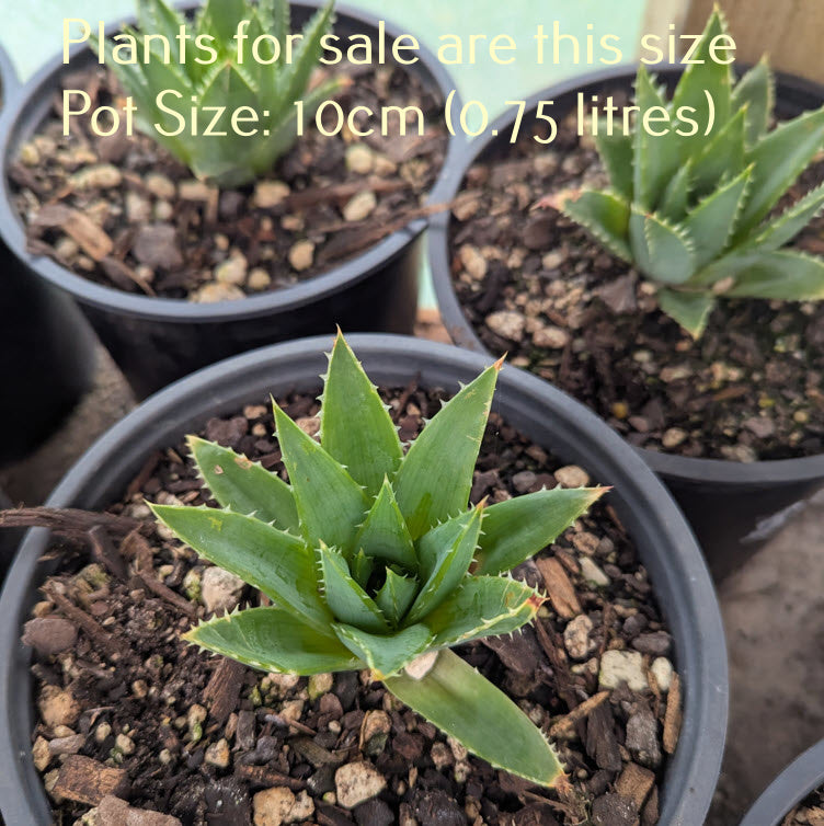 Aloe Polyphylla | Spiral Aloe