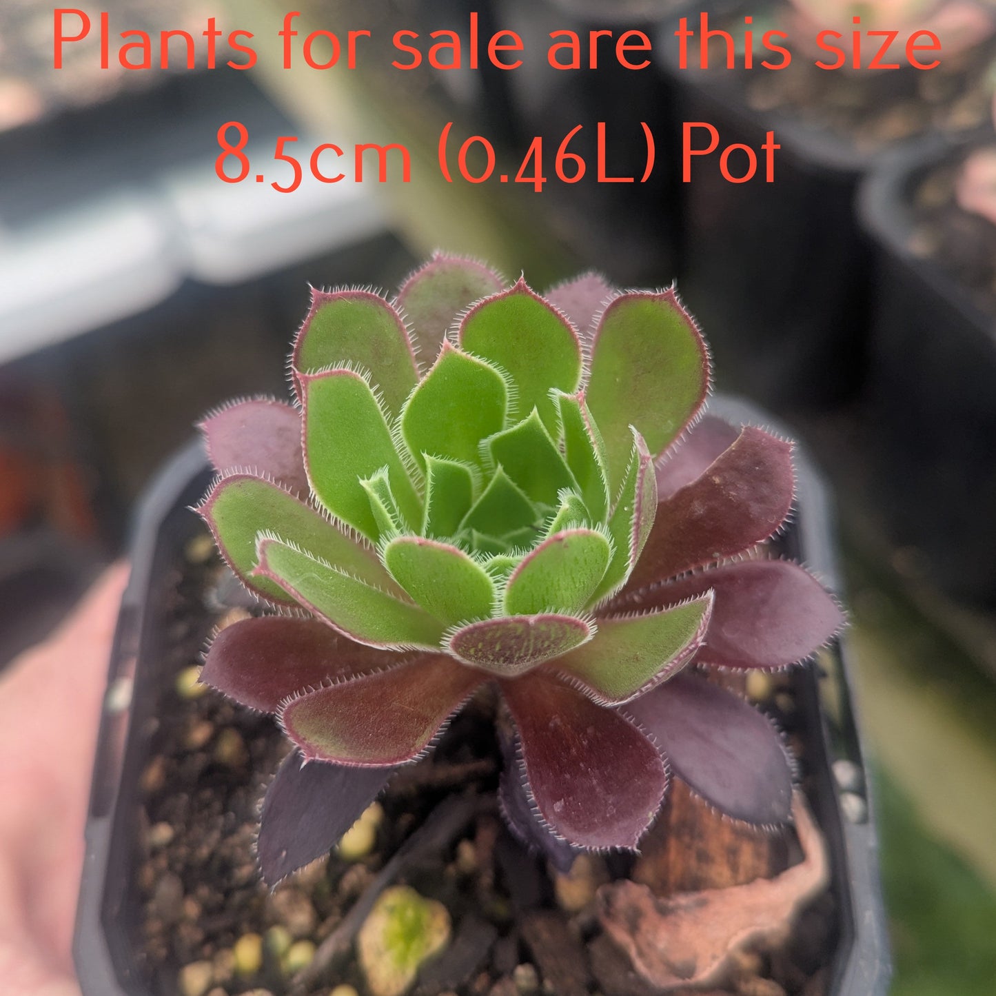 Aeonium Firecracker