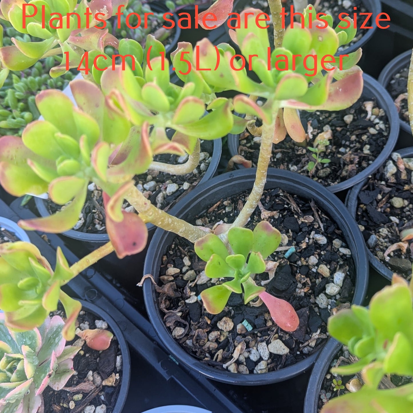 Sedum Dendroideum | Tree Stonecrop