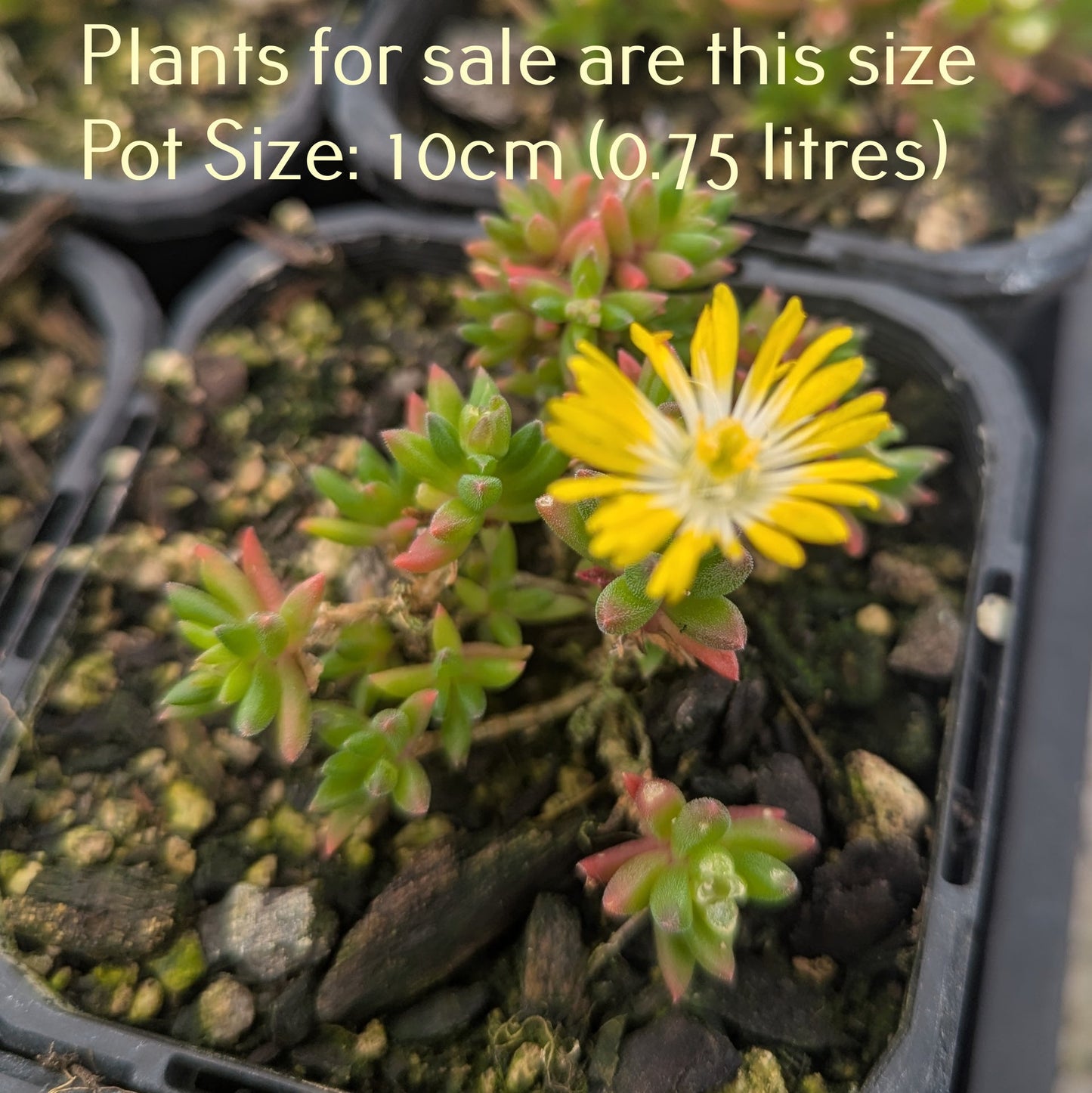 Delosperma Cooperi | Jewel of the Desert Peridot (Yellow)