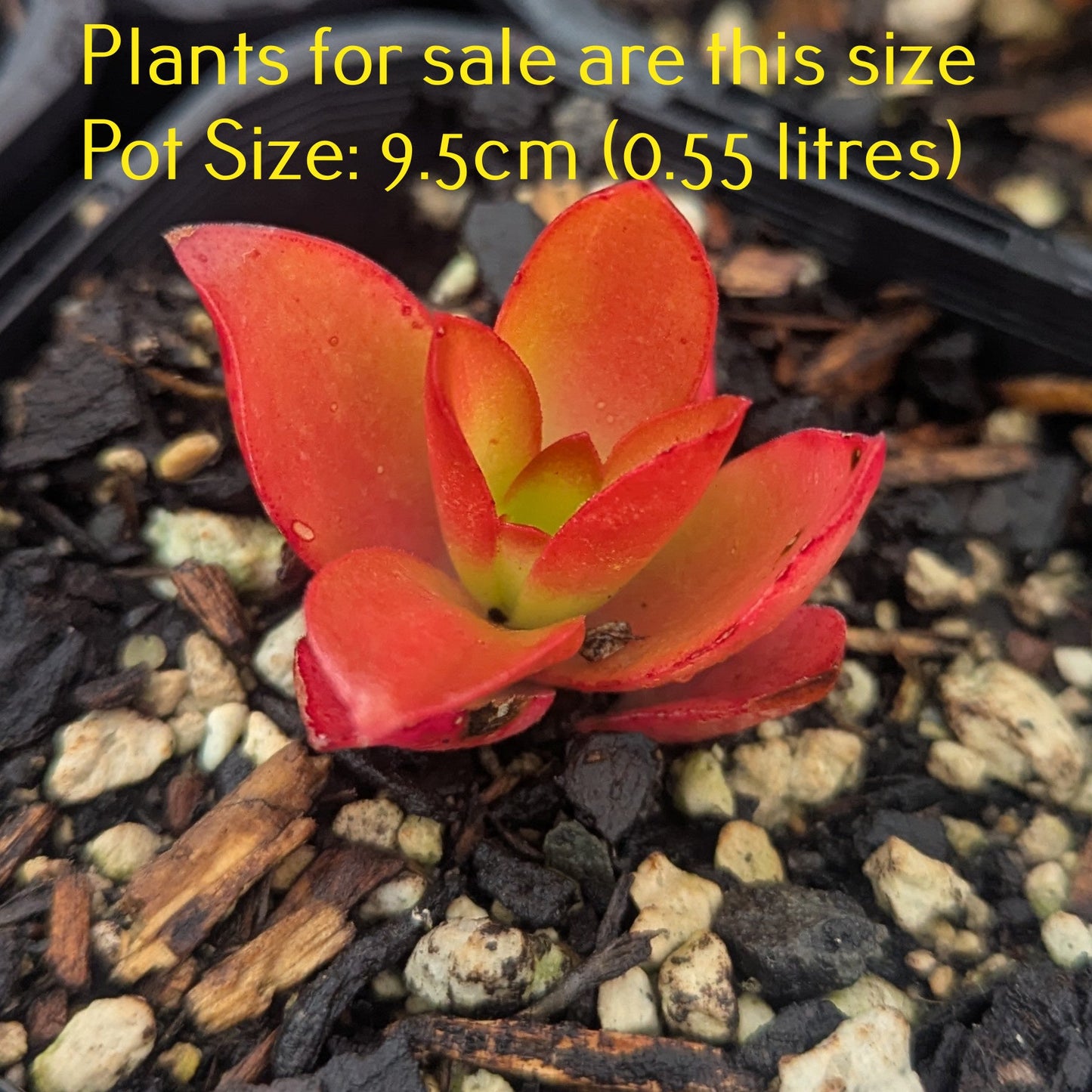 Crassula Capitella Campfire