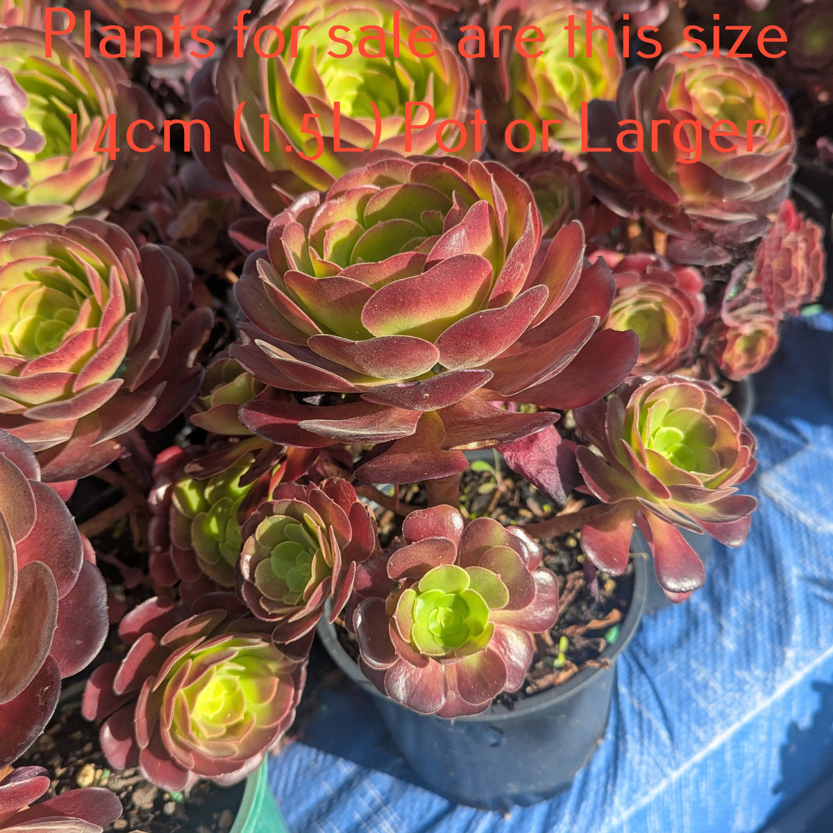 Aeonium Arboreum Velour