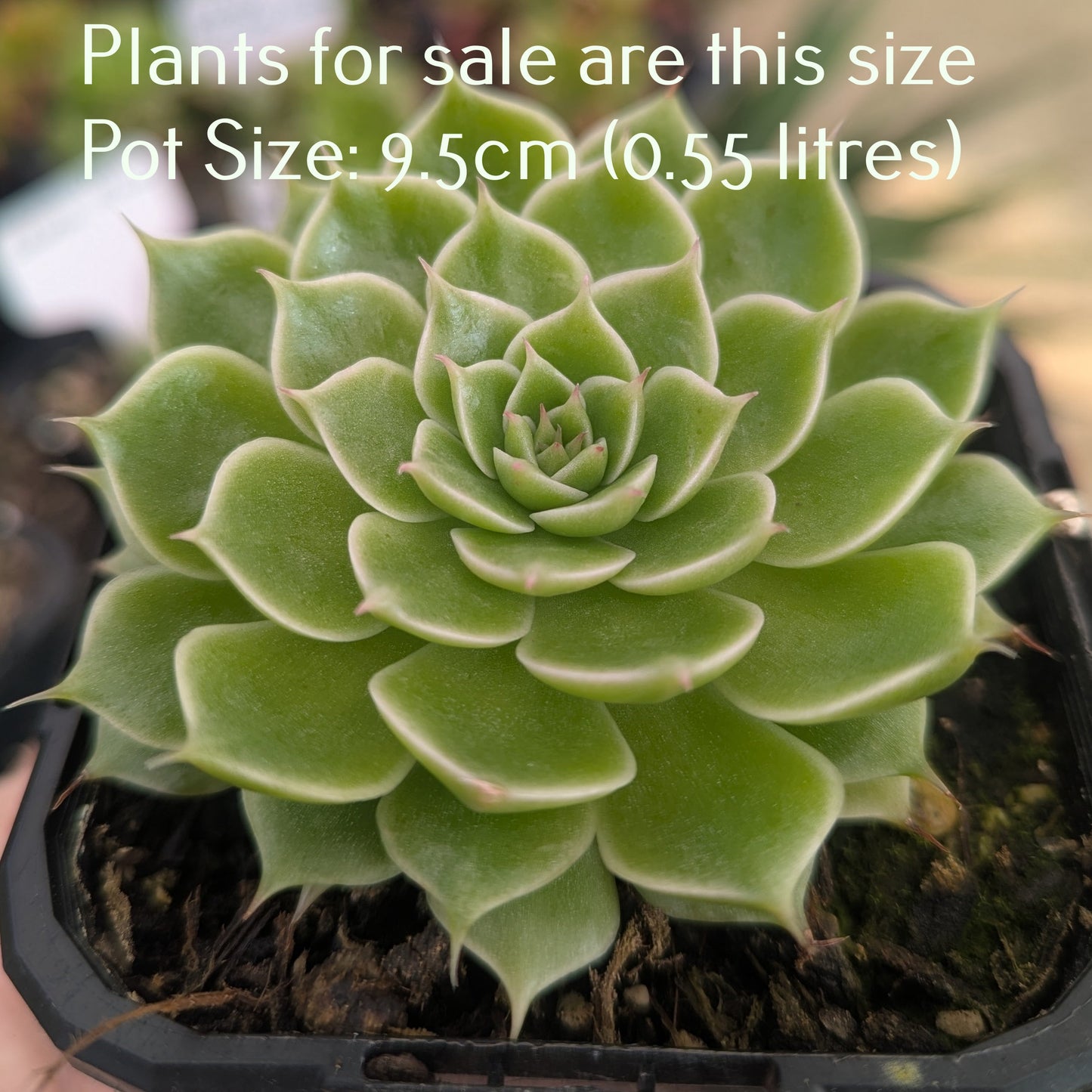 Echeveria Secuda var Byurnesii f. Variegata