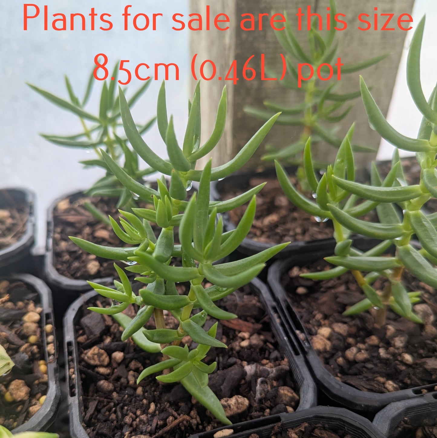 Crassula tetragona | Miniature Pine Tree