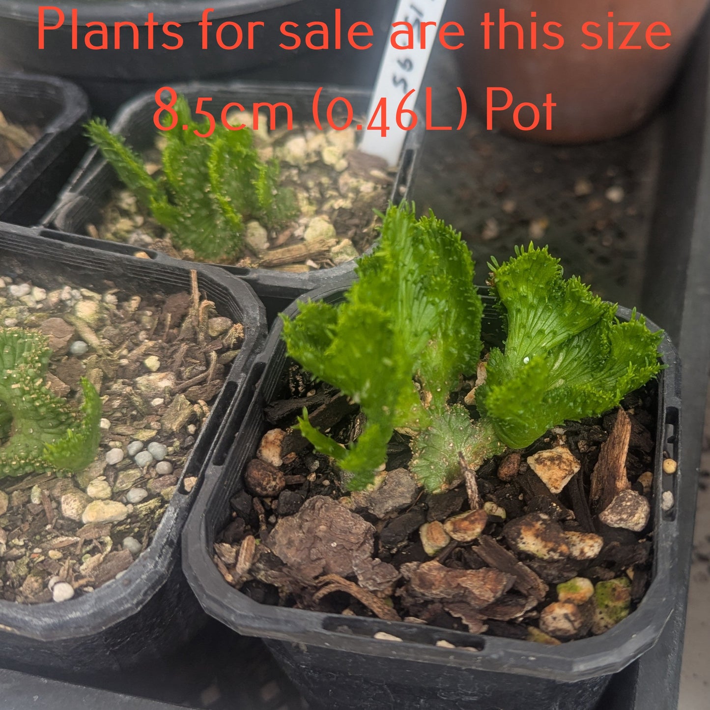 Euphorbia Flanaganii Cristata | Green Coral
