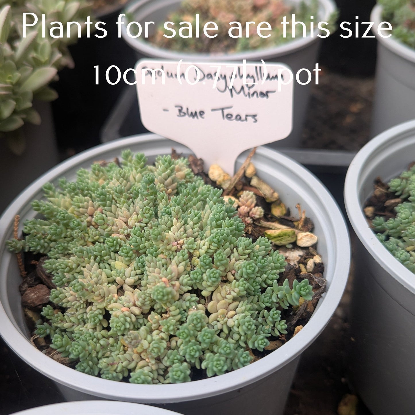 Sedum Dasyphyllum Minor | Blue Tears