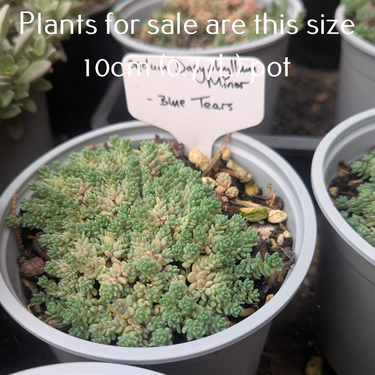 Sedum Dasyphyllum Minor | Blue Tears
