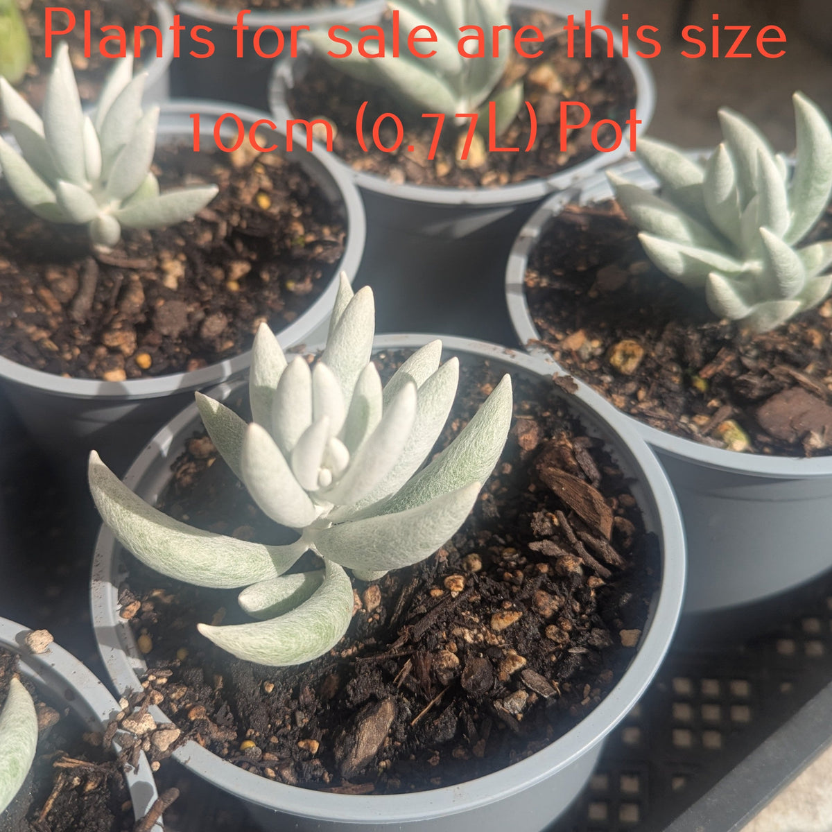 Senecio Haworthii | Cocoon Plant
