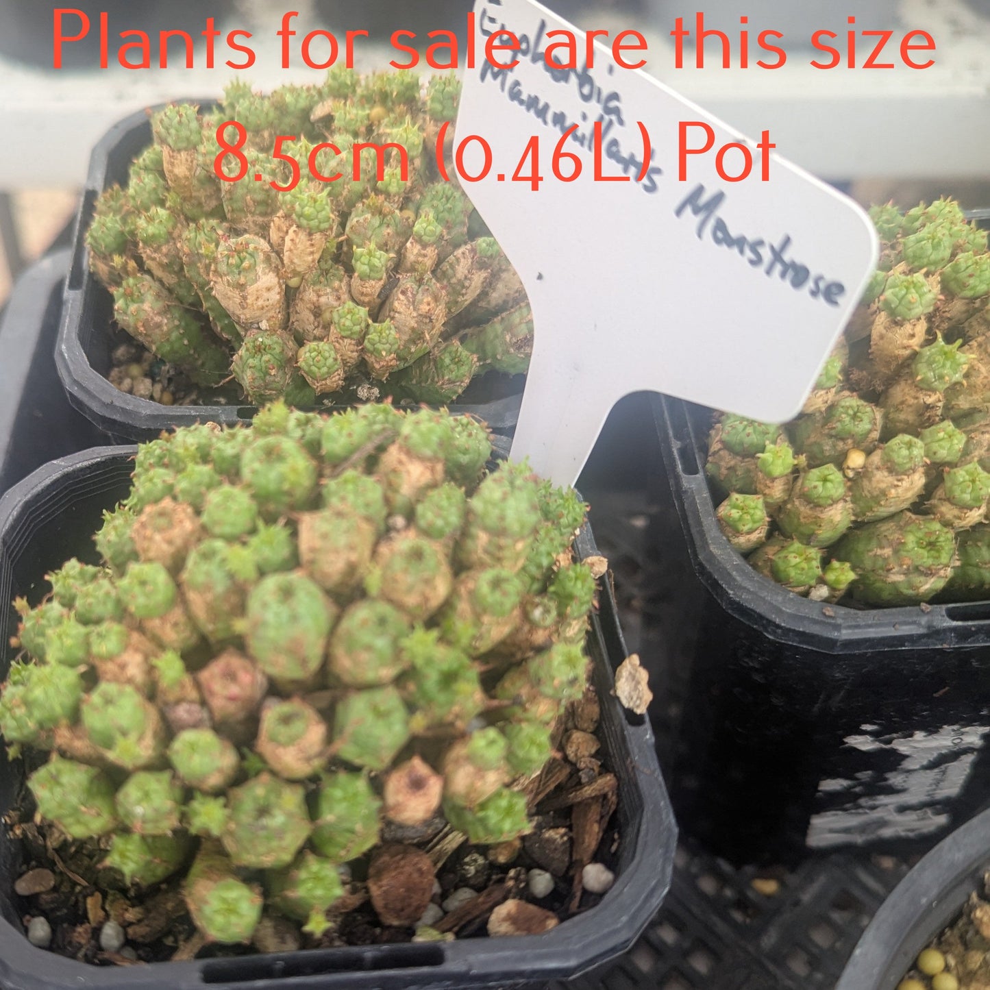 Euphorbia Mammillaris Monstrose