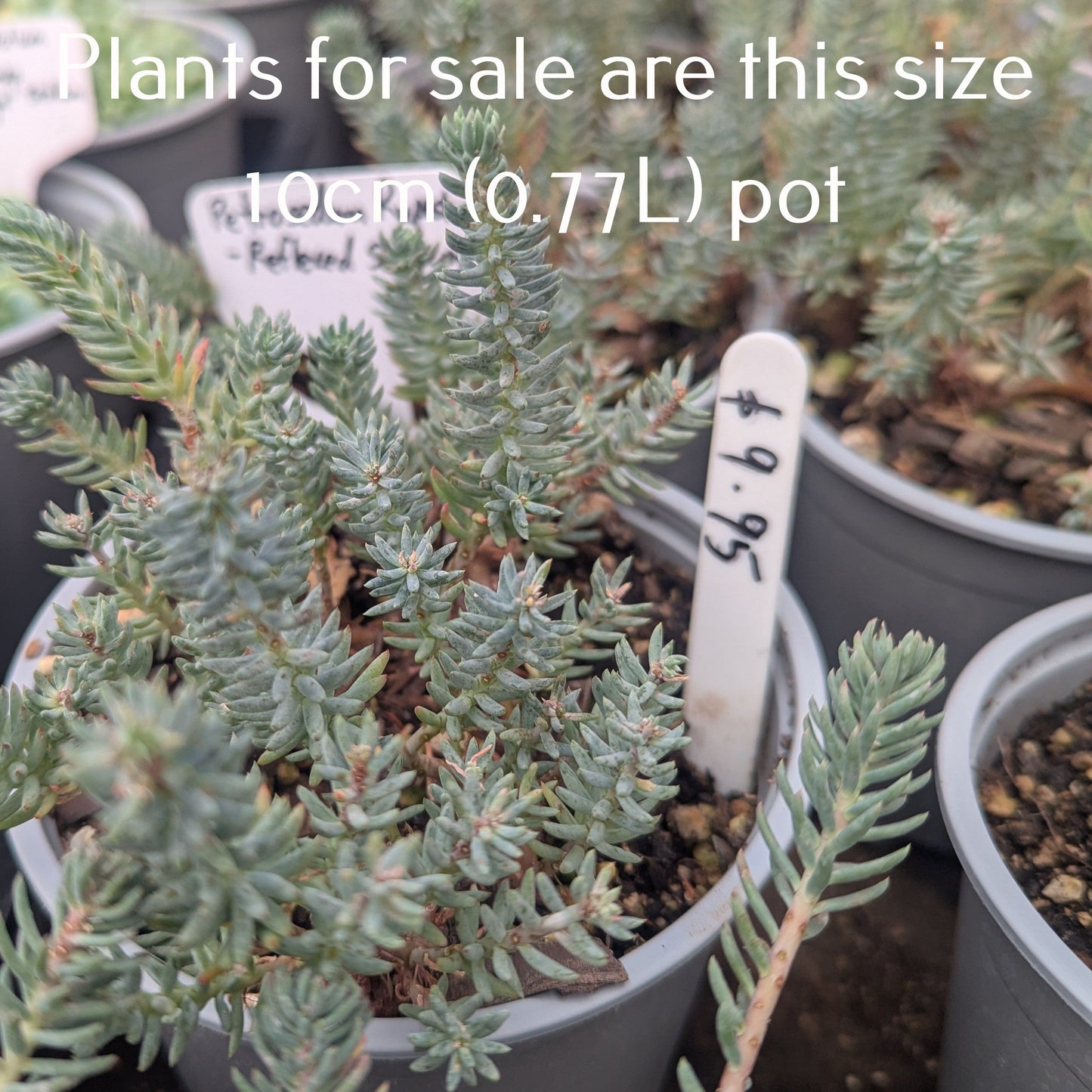 Sedum Reflexum | Blue Spruce Stonecrop