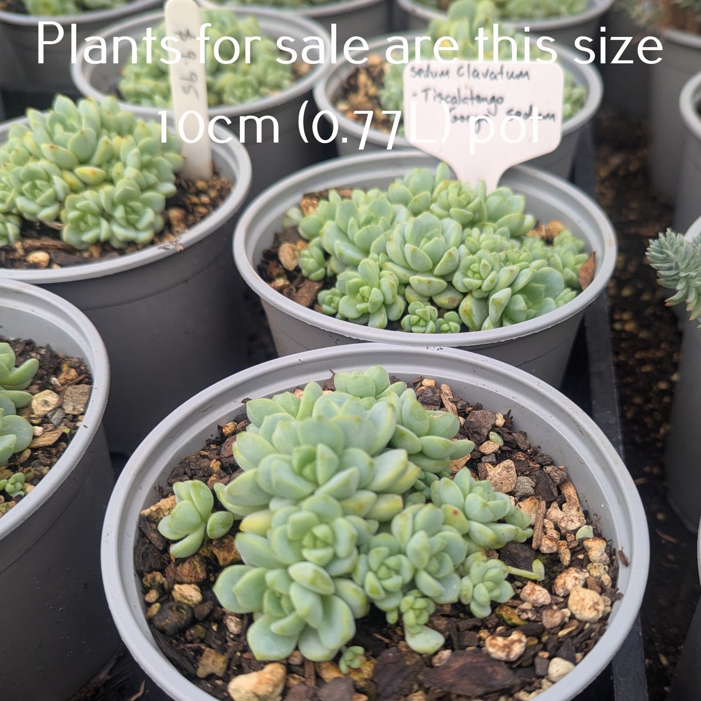 Sedum Clavatum | Tiscalatengo Gorge Sedum