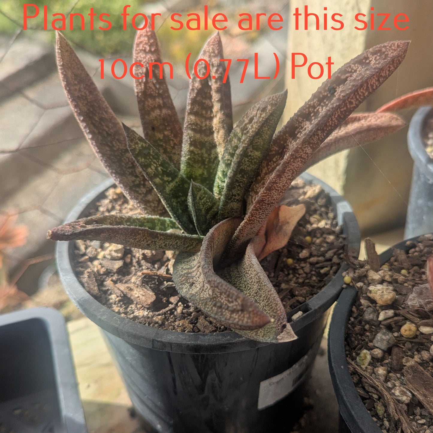 Gasteria Batesiana Barberton | Sand Paper Gasteria