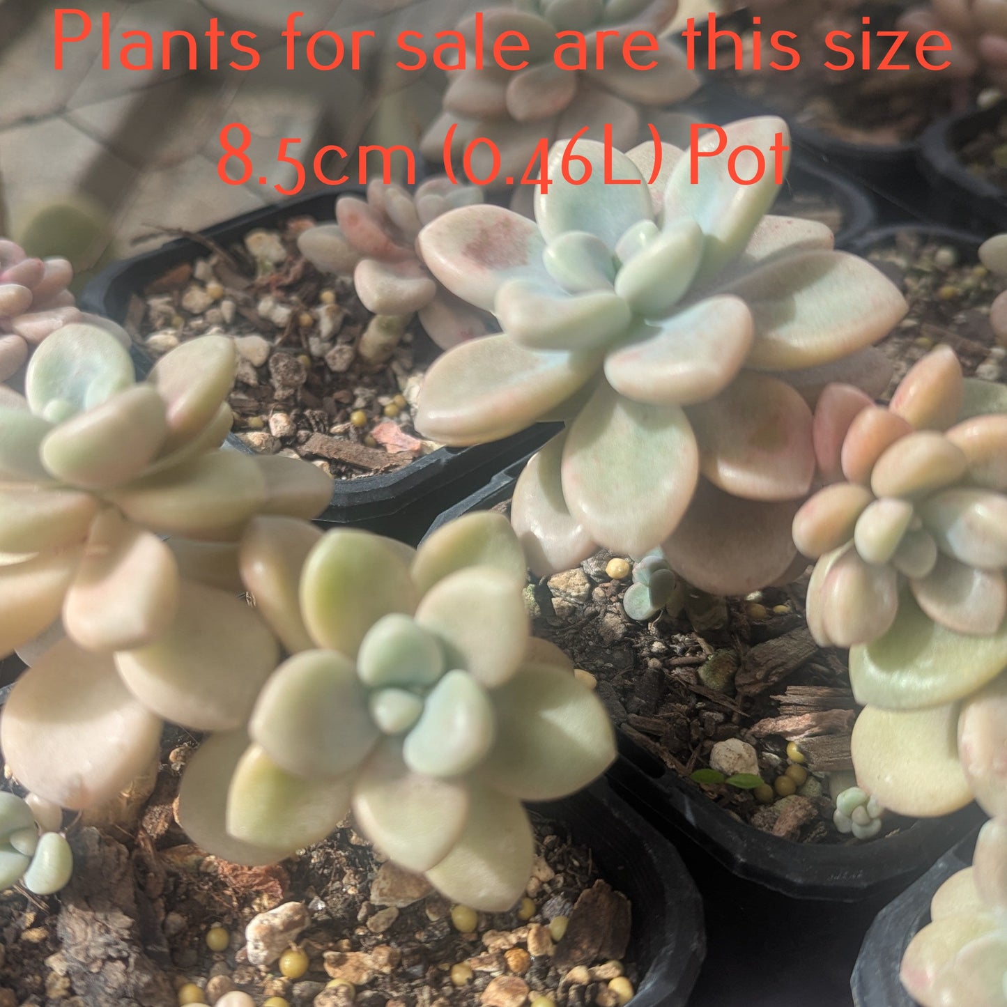 Pachyphytum Oviferum | Moonstones