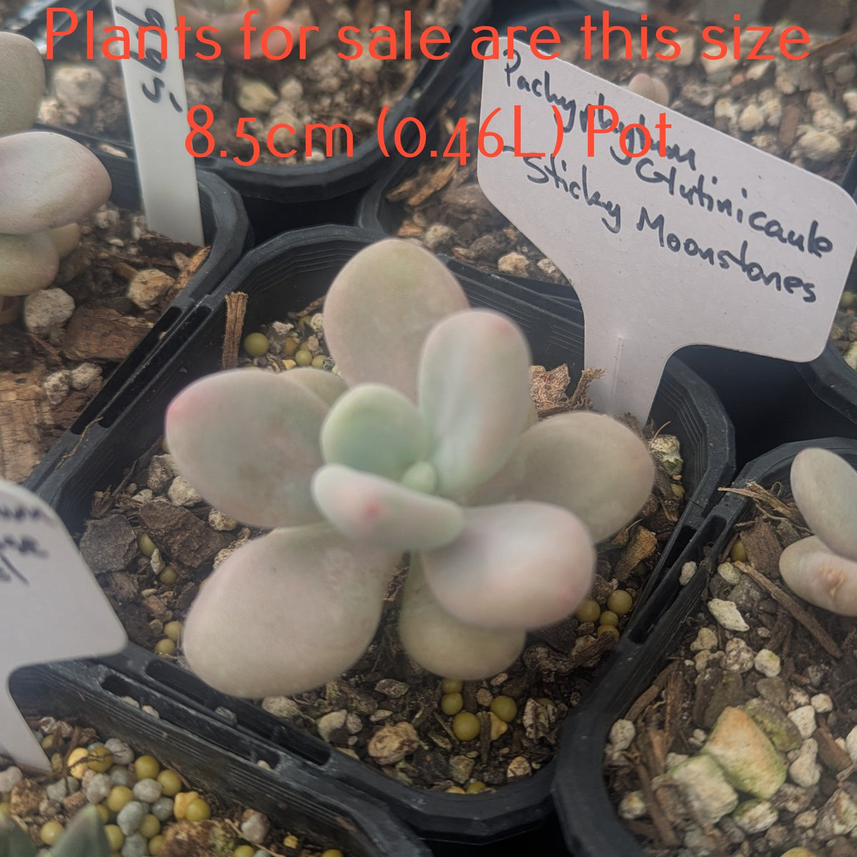 Pachyphytum Glutinicaule | Sticky Moonstones