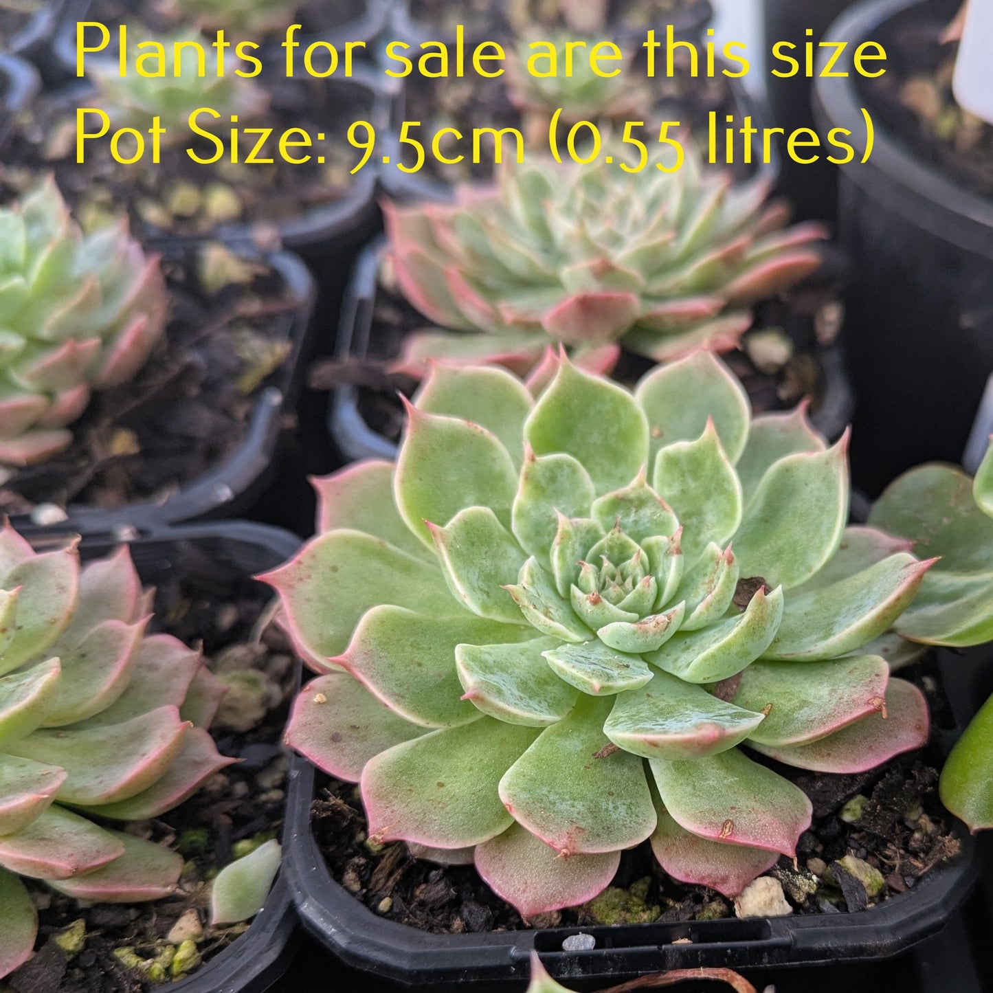 Echeveria Secuda var Byurnesii f. Variegata