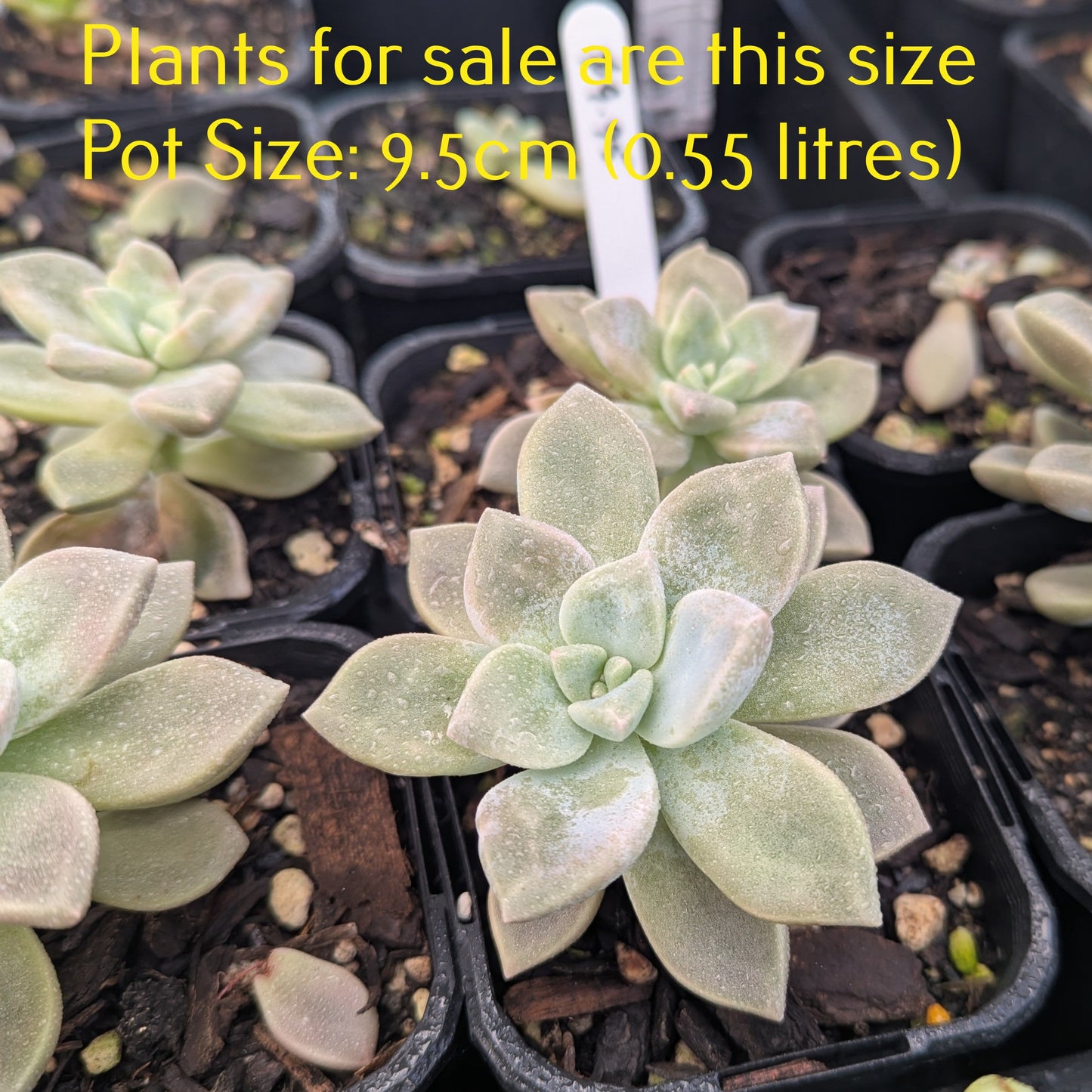 xGraptoveria Tibutans | Porcelain Plant