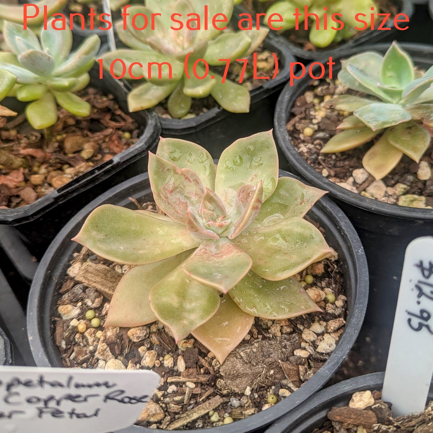 Graptoveria Douglas Huth