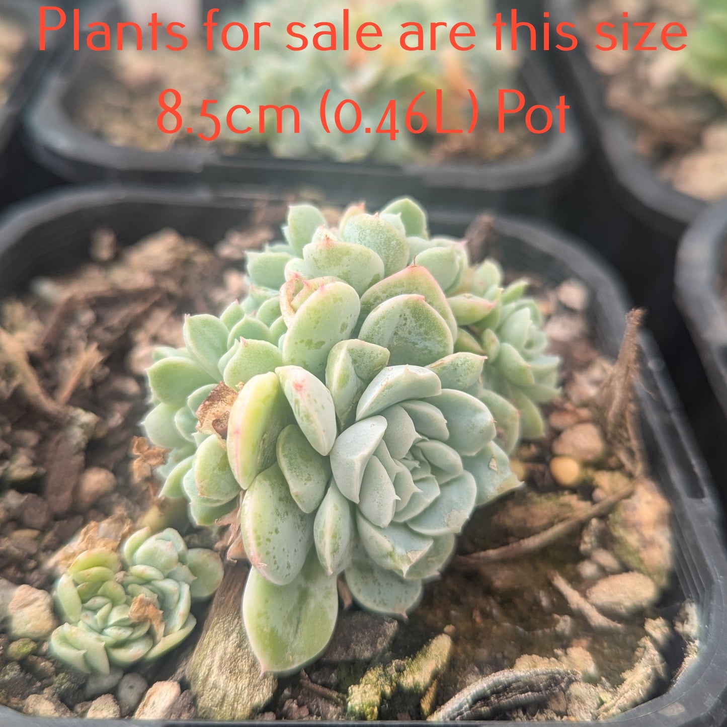 Echeveria Elegans Cristata