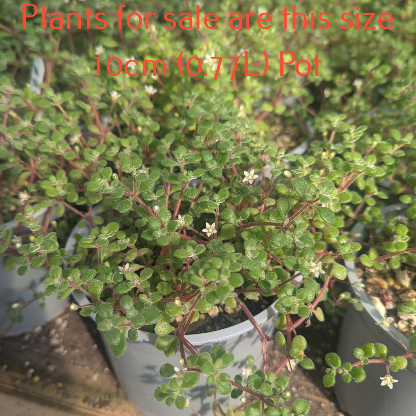 Crassula Expansa subsp. Fragilis