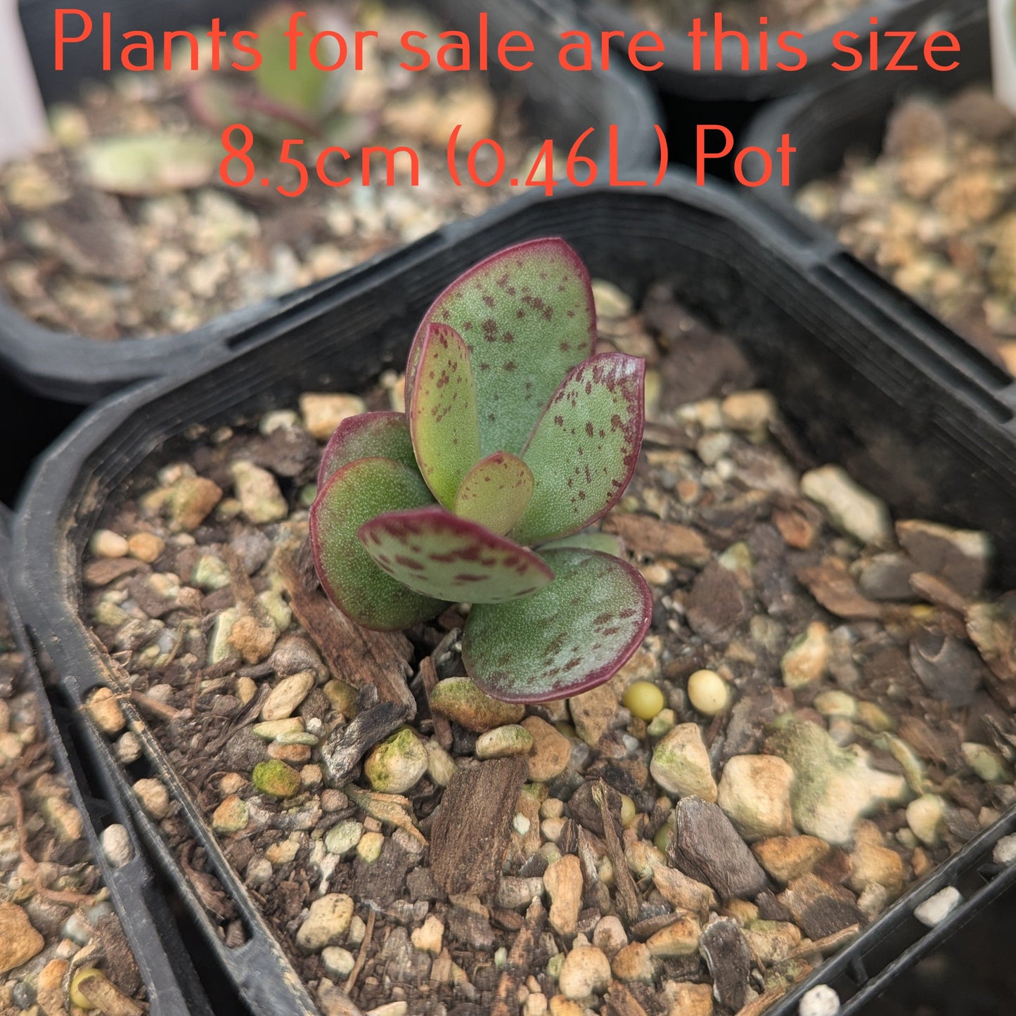 Adromischus Malculatus Mosselbaai | Mossel Bay