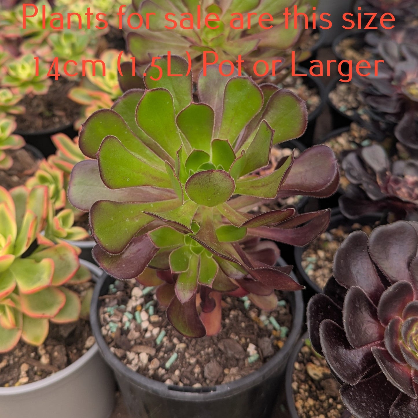 Aeonium Arboreum var. Atropurpureum