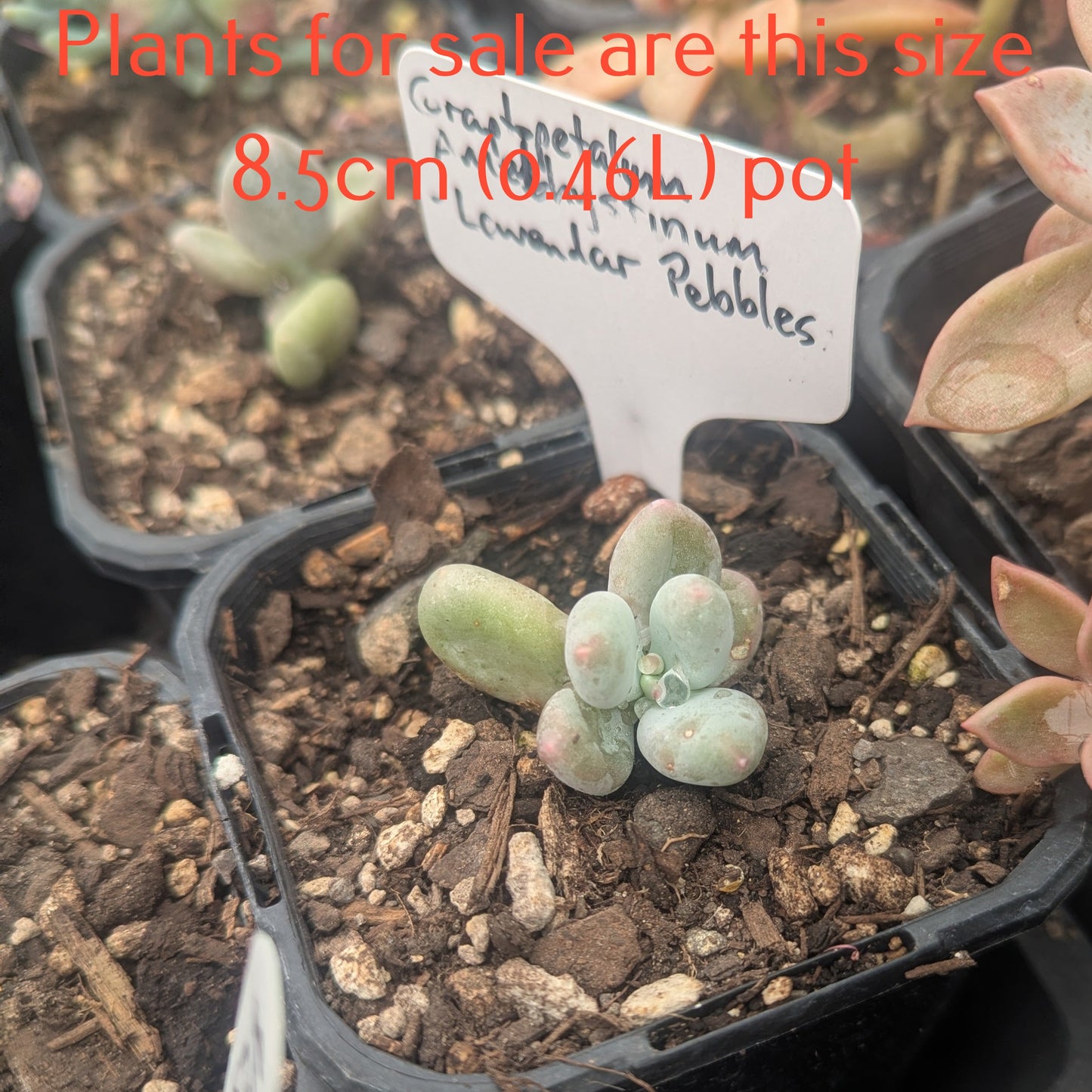 Graptopetalum Amethystinum | Lavender Pebbles