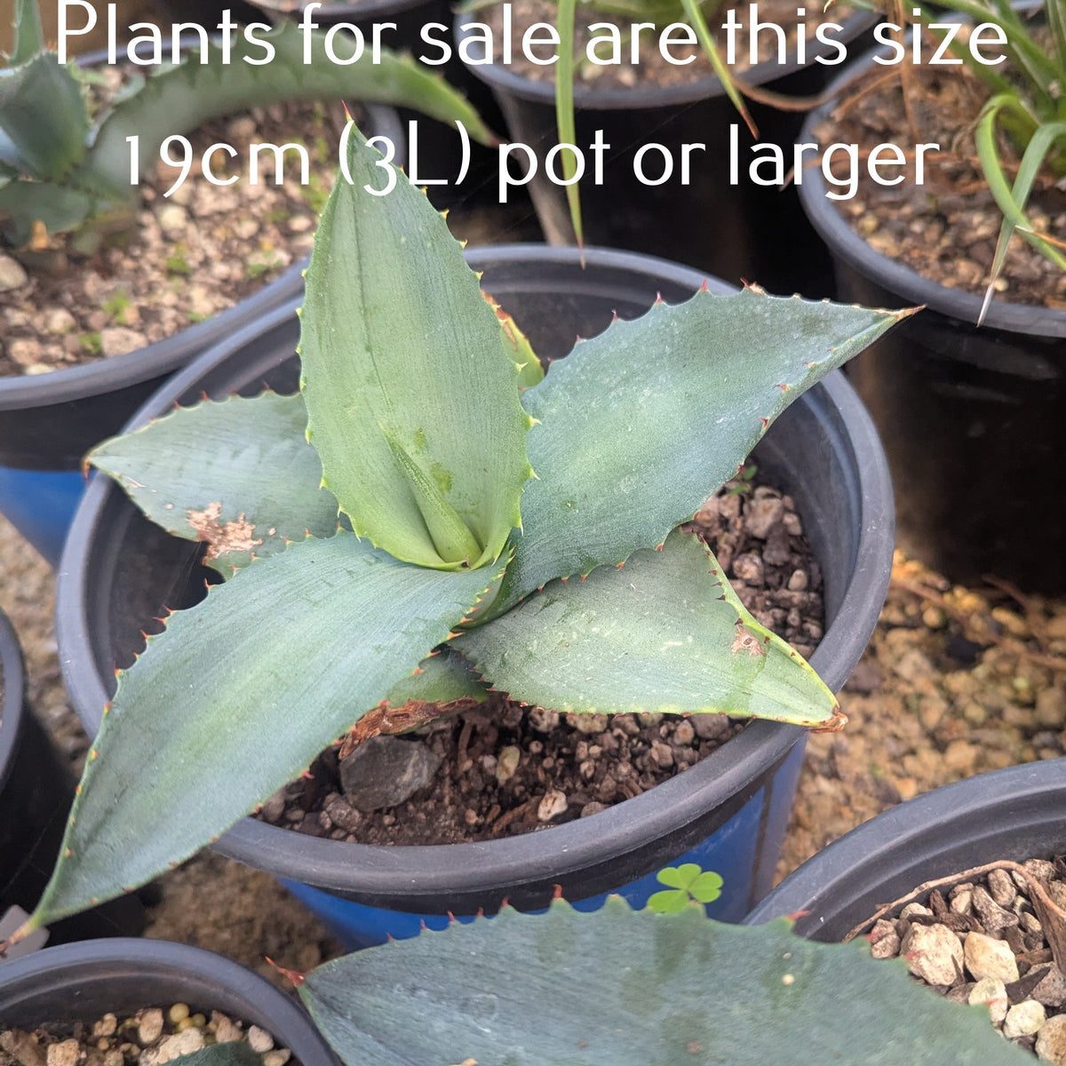 Agave Applanta | Gray Agave