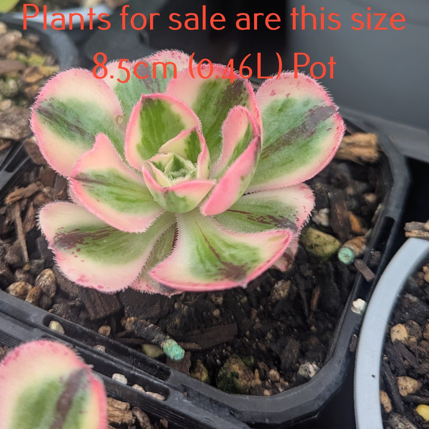 Aeonium Red Fuji Variegated | Marnier-Lapostolle Variegatum