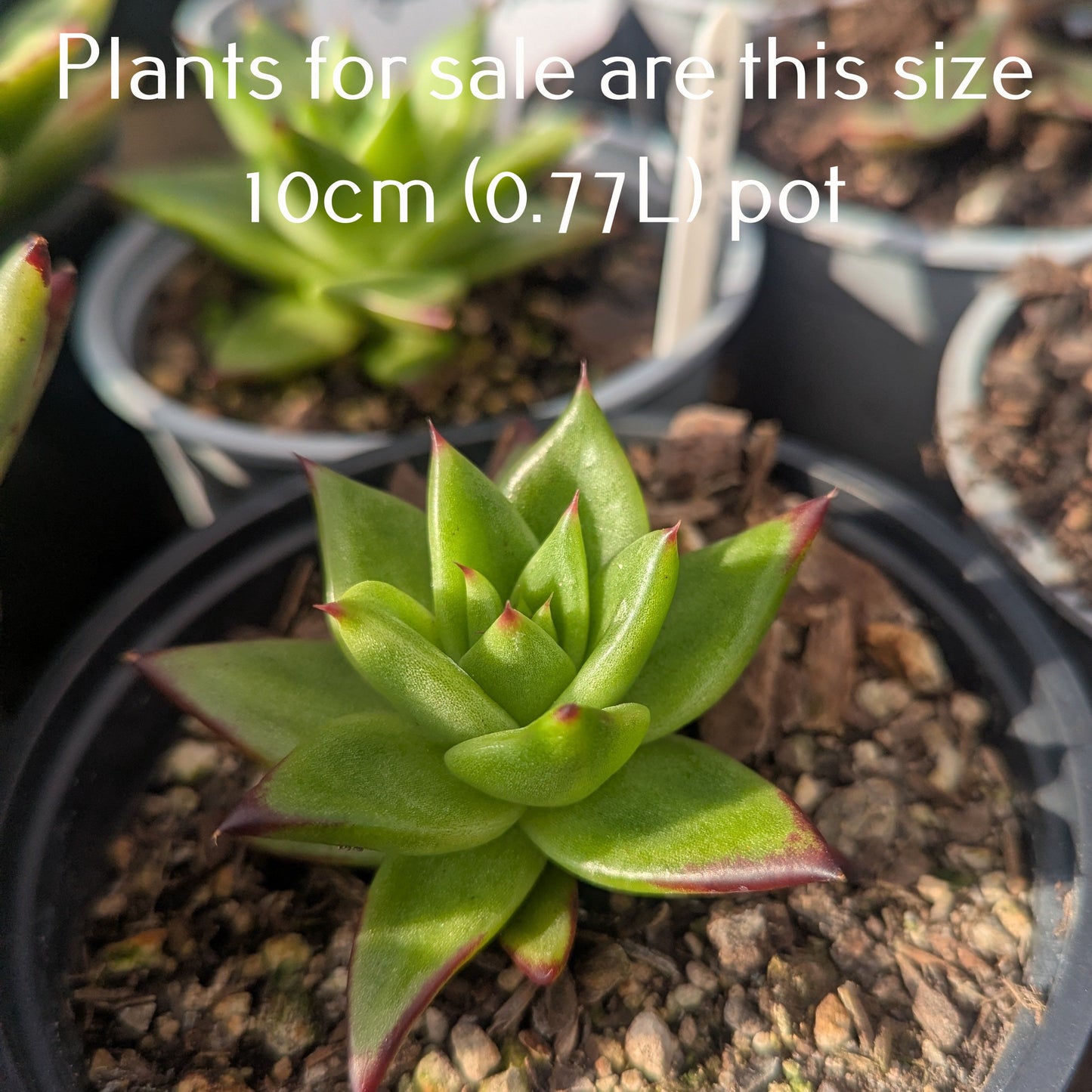 Echeveria Agavoides Lipstick