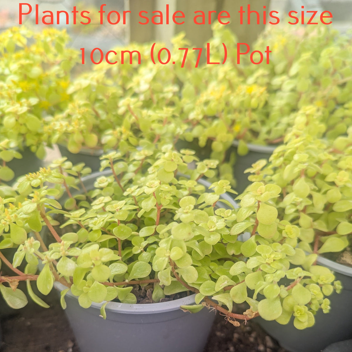 Sedum Makino Ogon | Golden Japanese Stonecrop