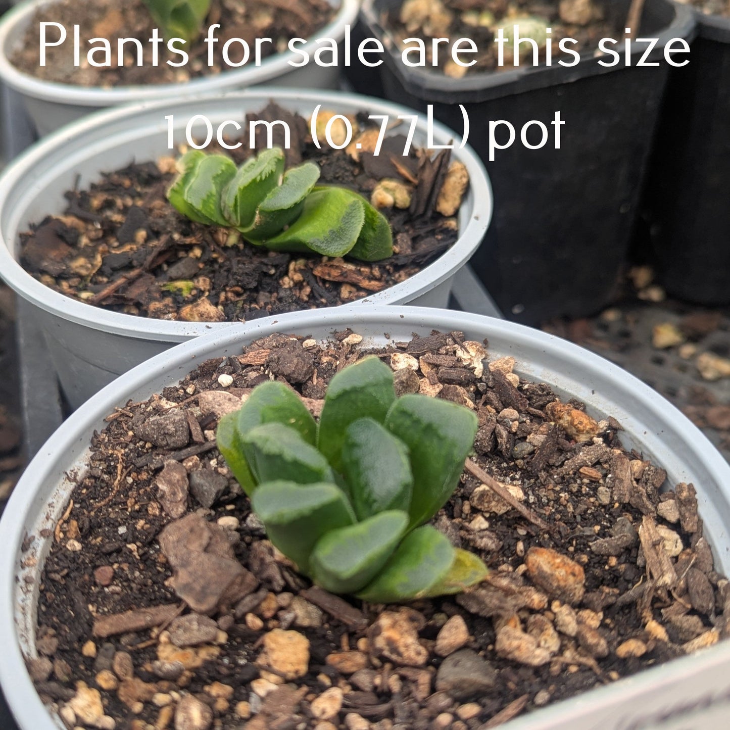 Haworthiopsis Truncata | Horse's Teeth