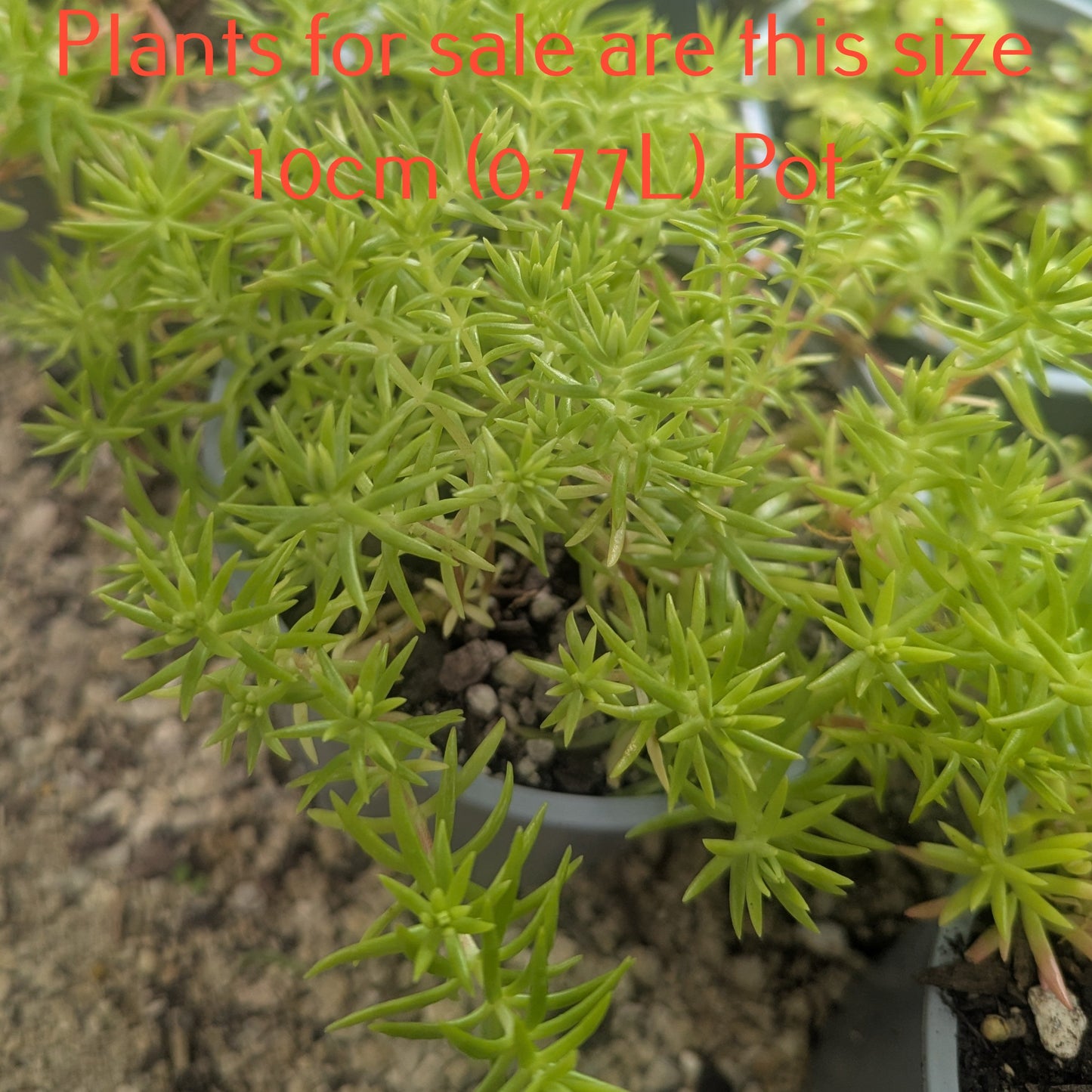 Sedum Mexicanum | Gold Mound