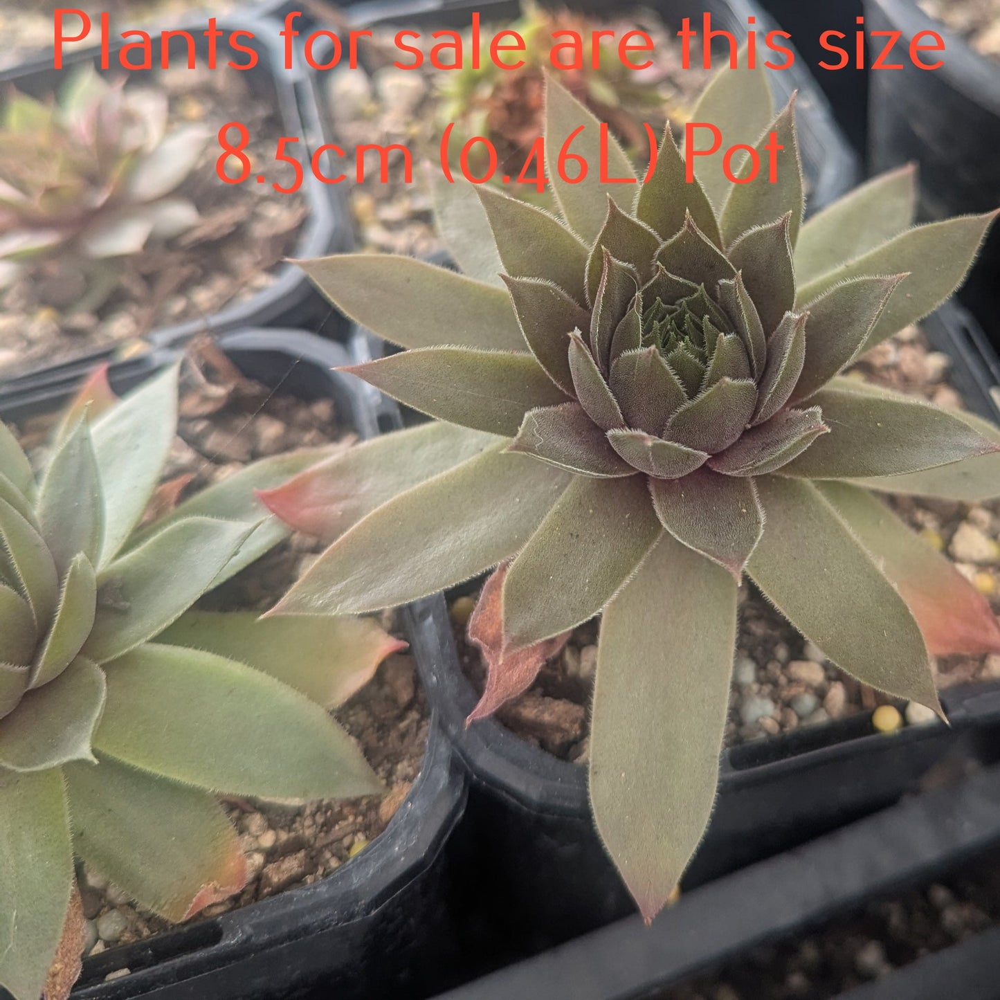 Sempervivum Utopian Rock Pine