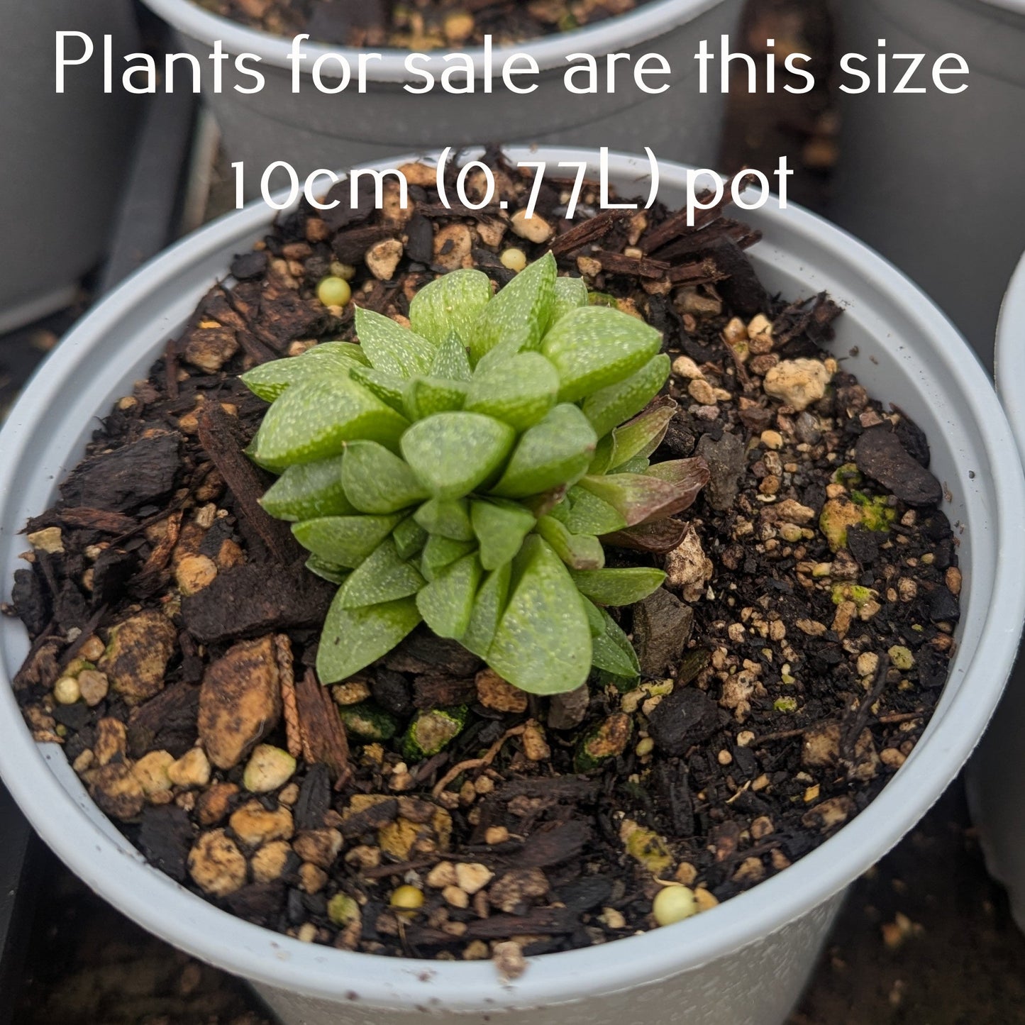 Haworthia Turgida var. Suberecta