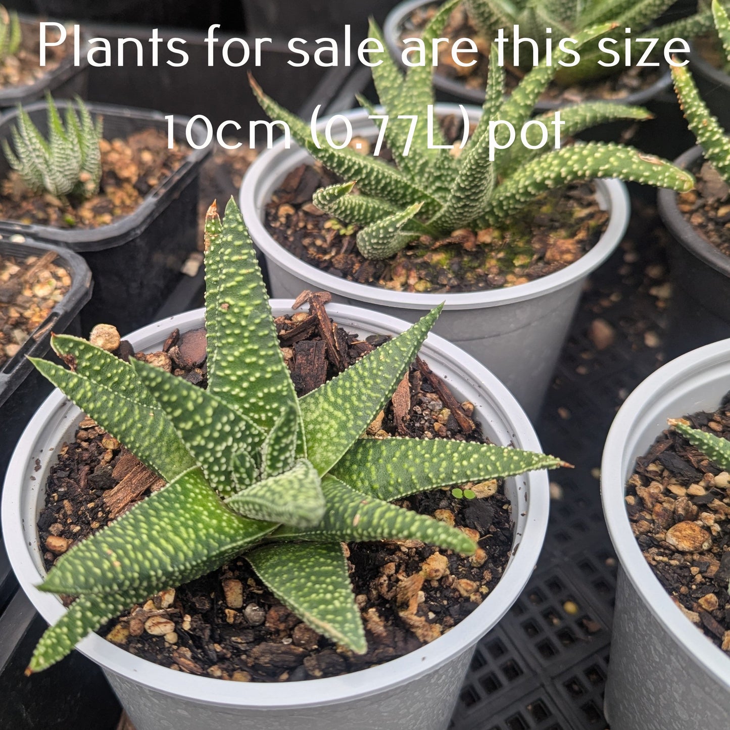 Haworthia Tulista Kingiana | Haworthia Zenigata