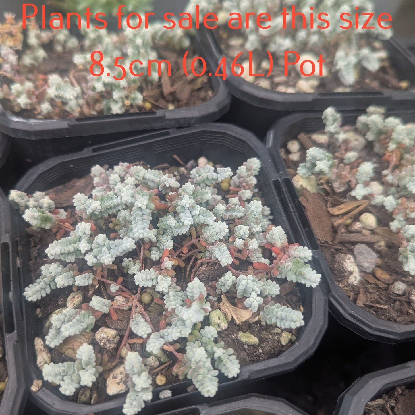 Sedum Dasyphyllum Variety