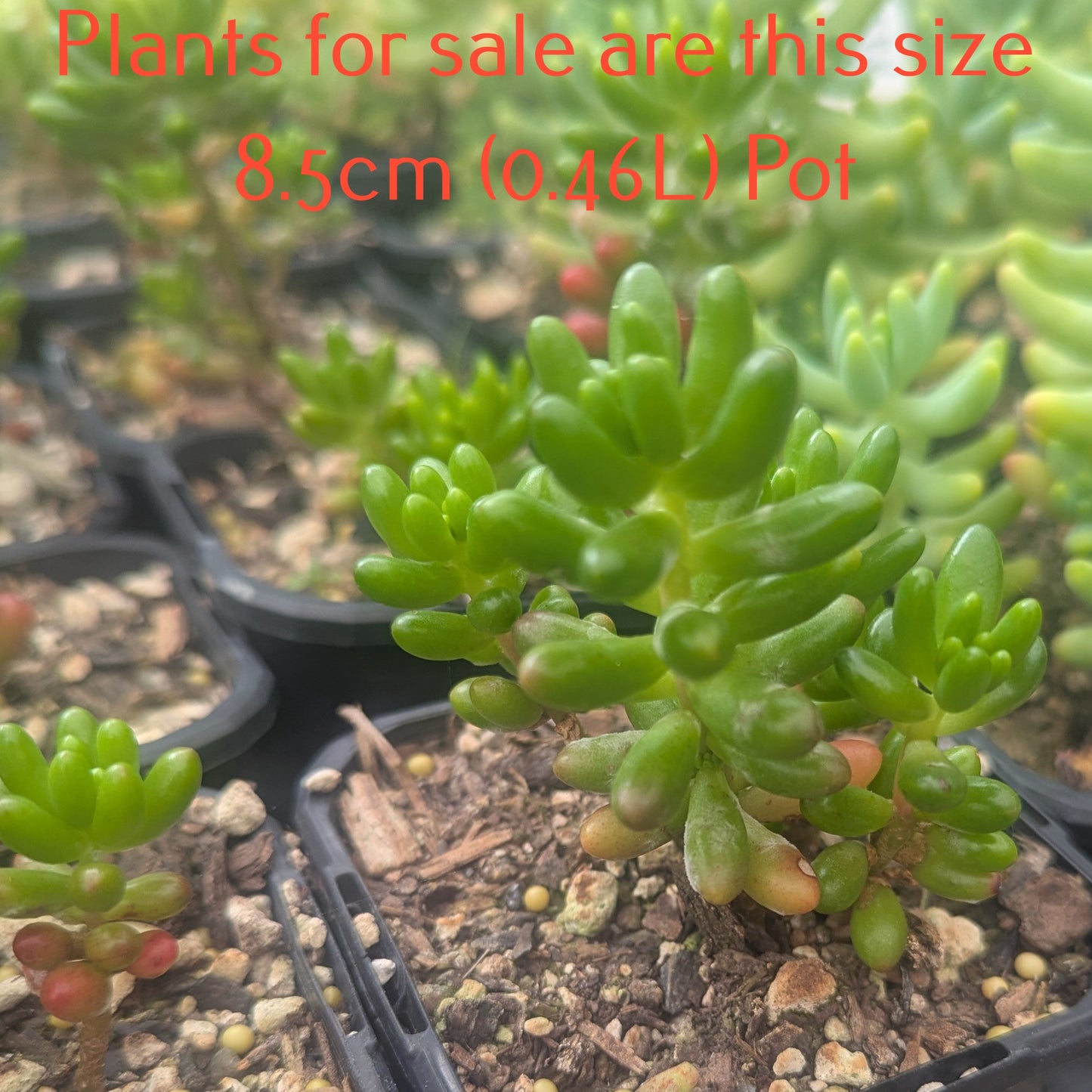 Sedum Rubrotinctum | Red Jelly Bean