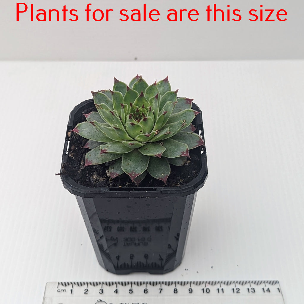 Sempervivum Calcareum - Houseleek Greenii