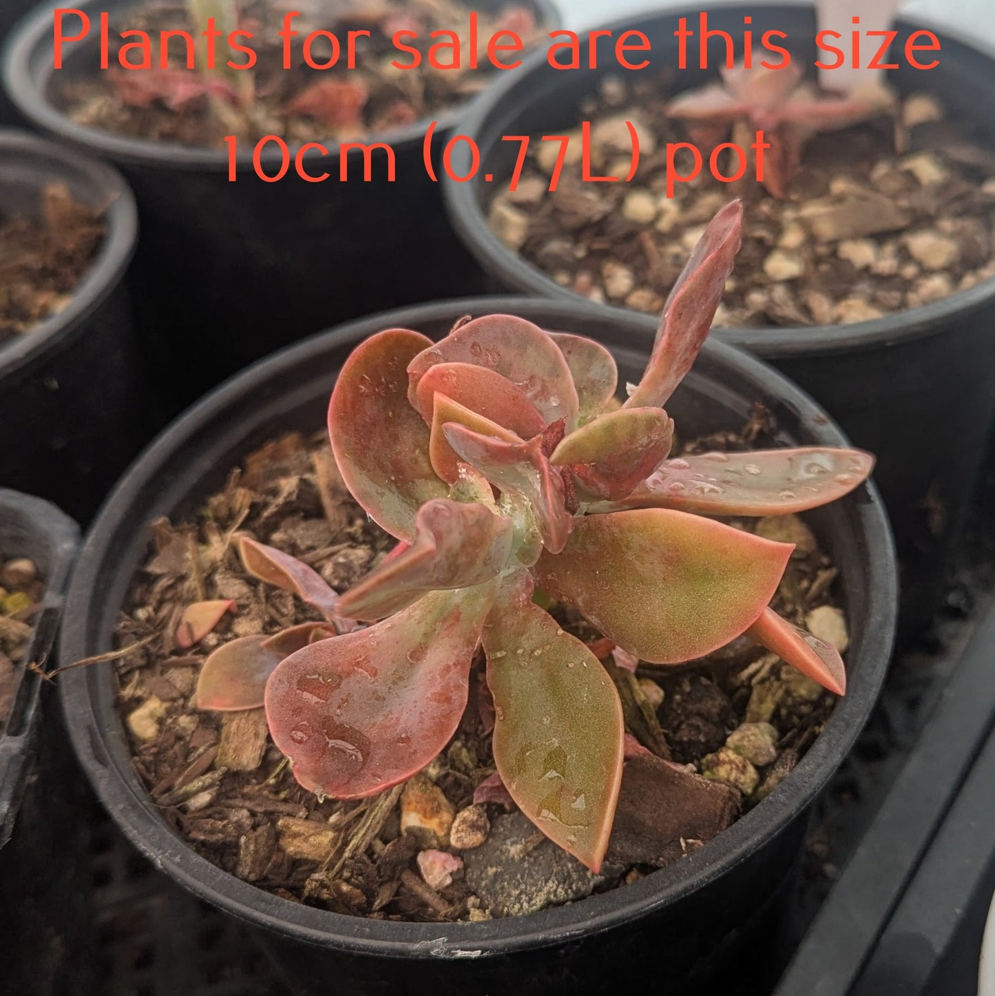 Graptoveria Douglas Huth Cristata | Chinese Lantern