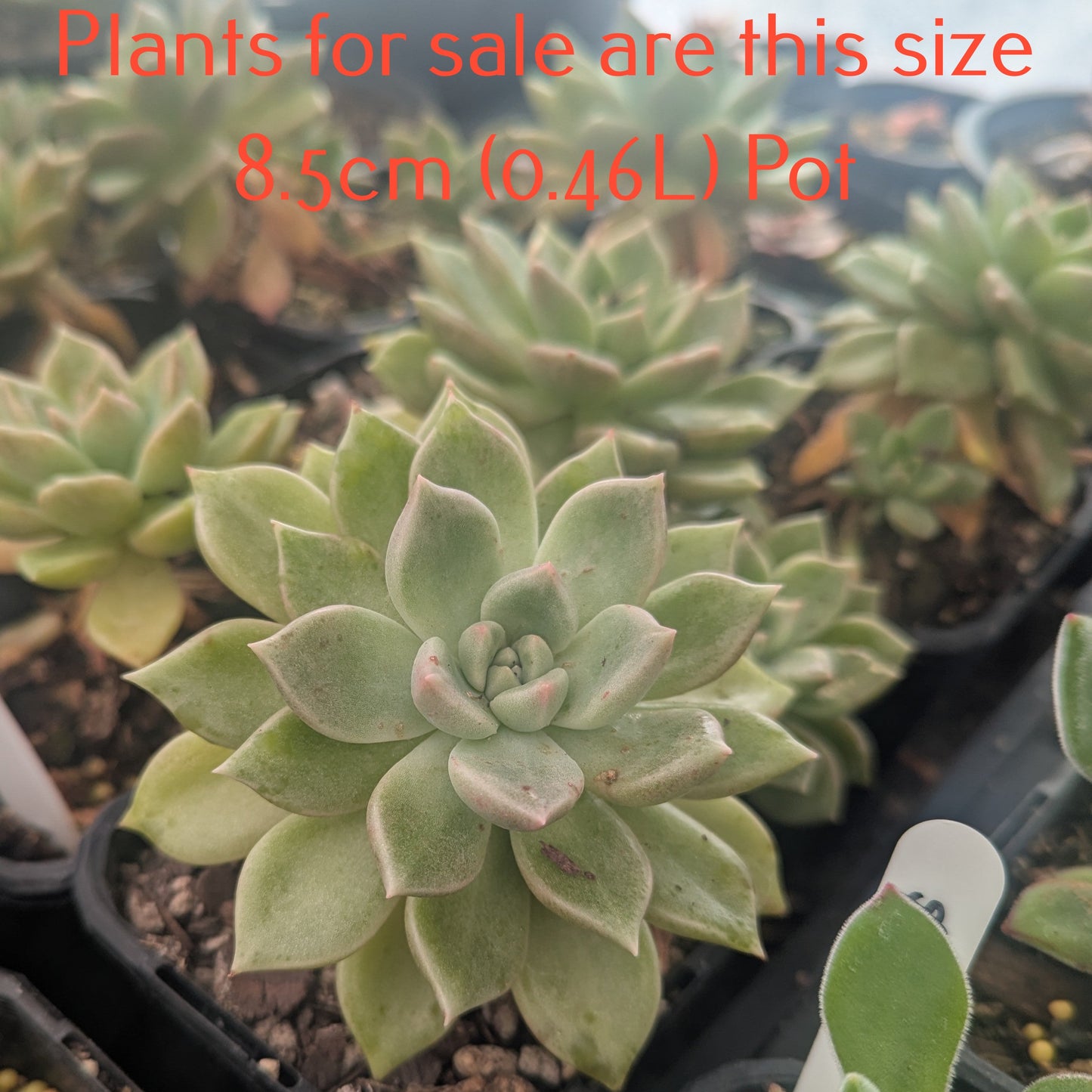 Echeveria Wheat Straw Queen