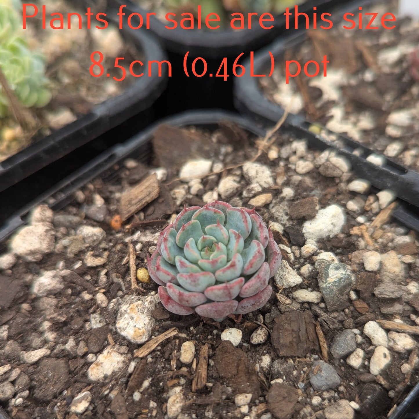 Echeveria Minima