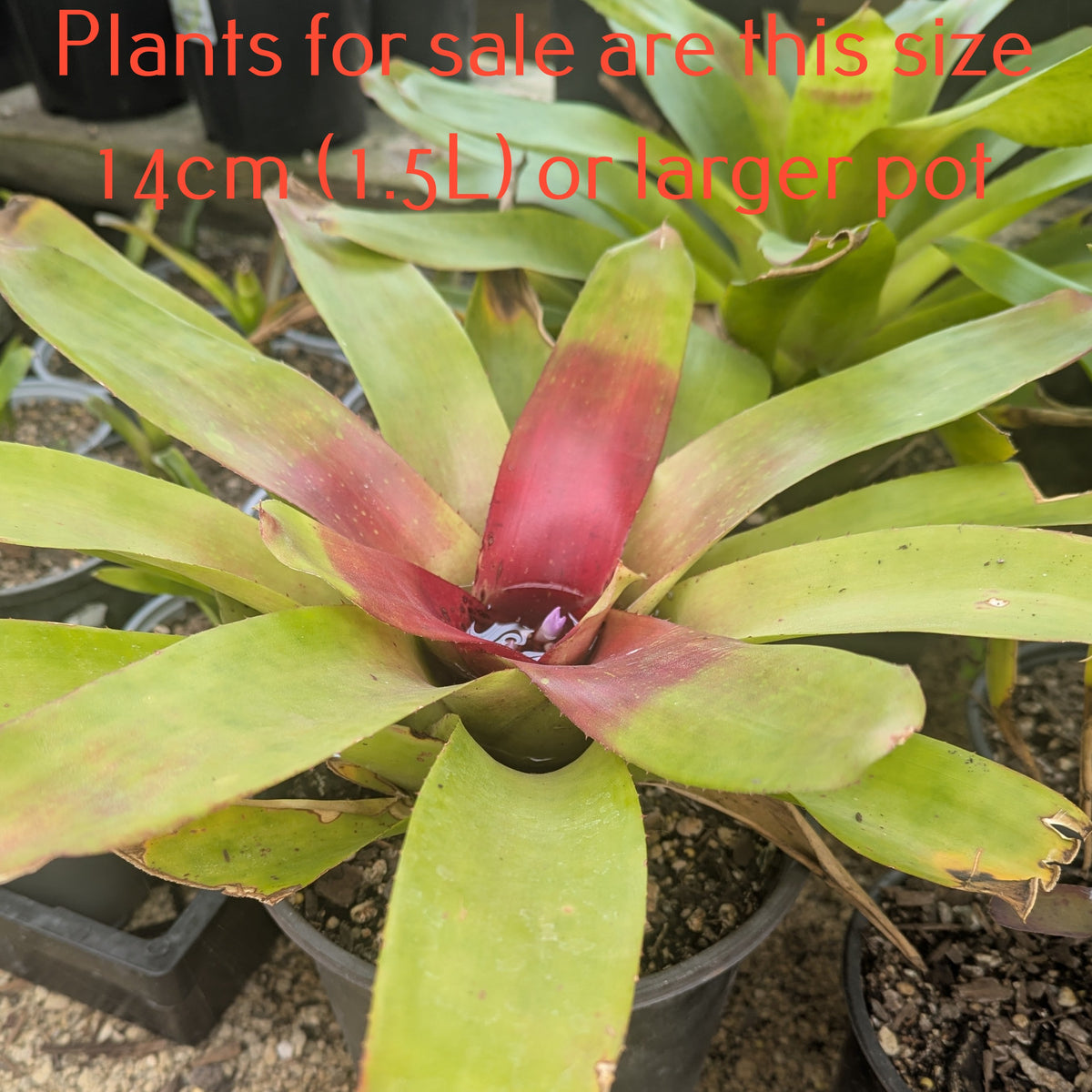 Bromeliad Neoregelia Johannis